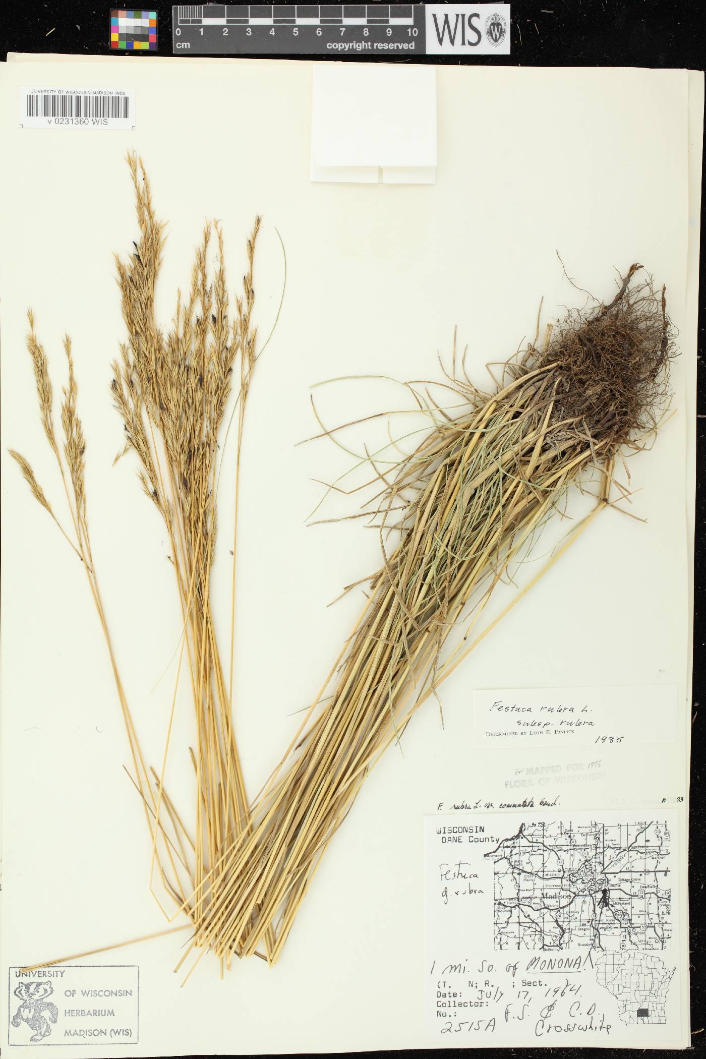 Festuca rubra subsp. rubra image