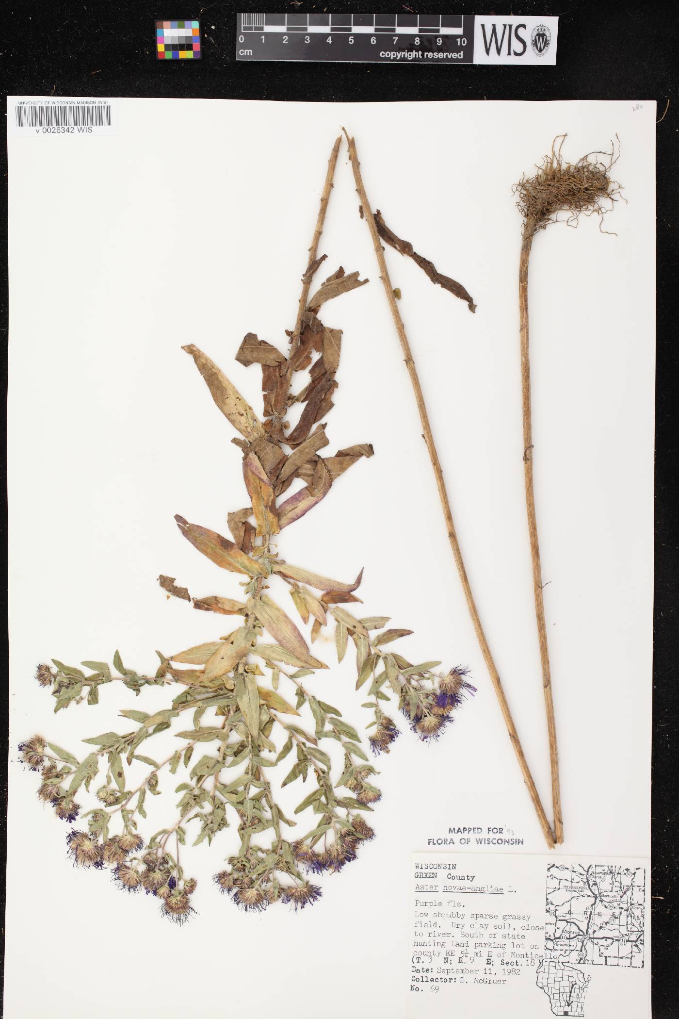 Symphyotrichum novae-angliae image