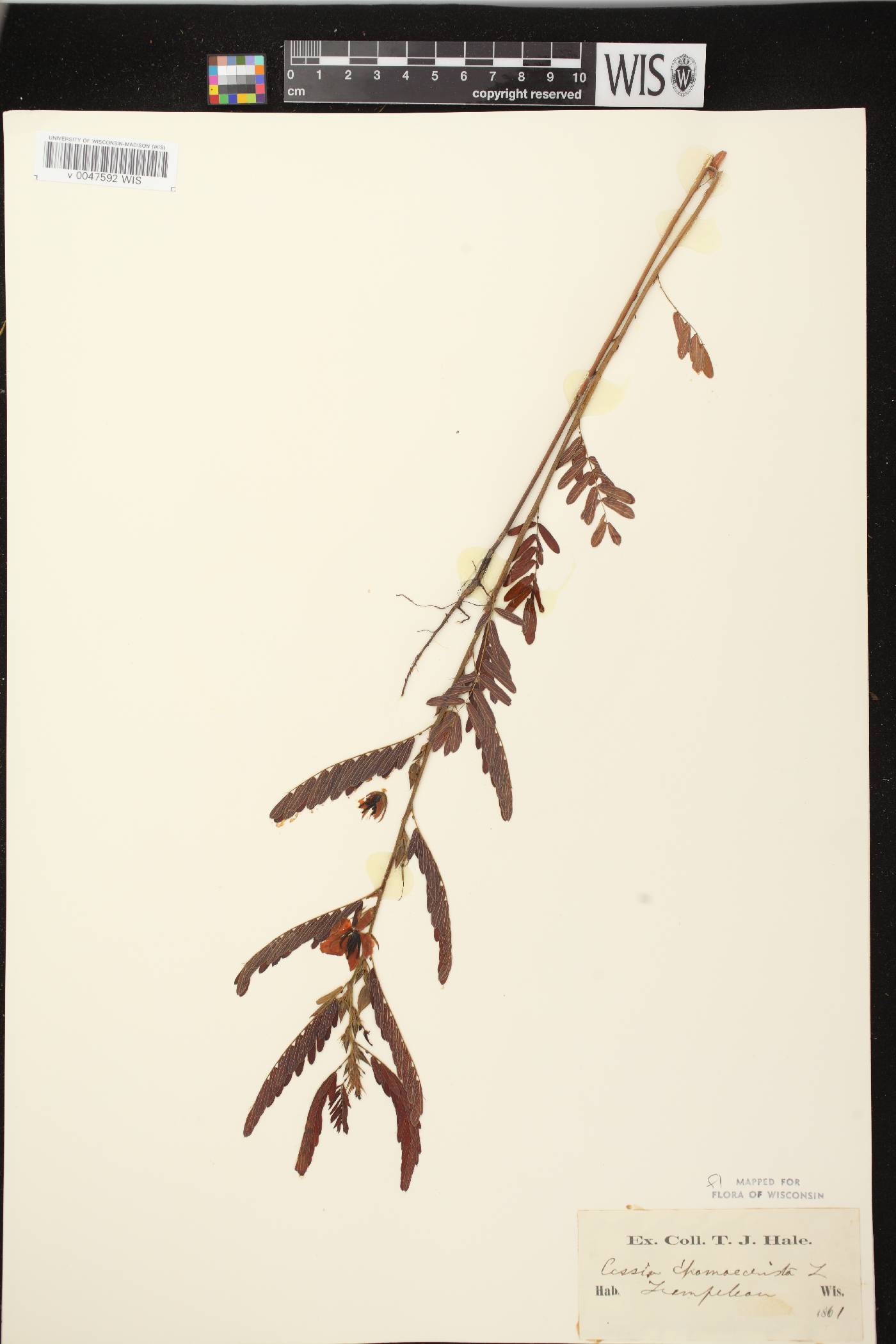 Chamaecrista fasciculata image