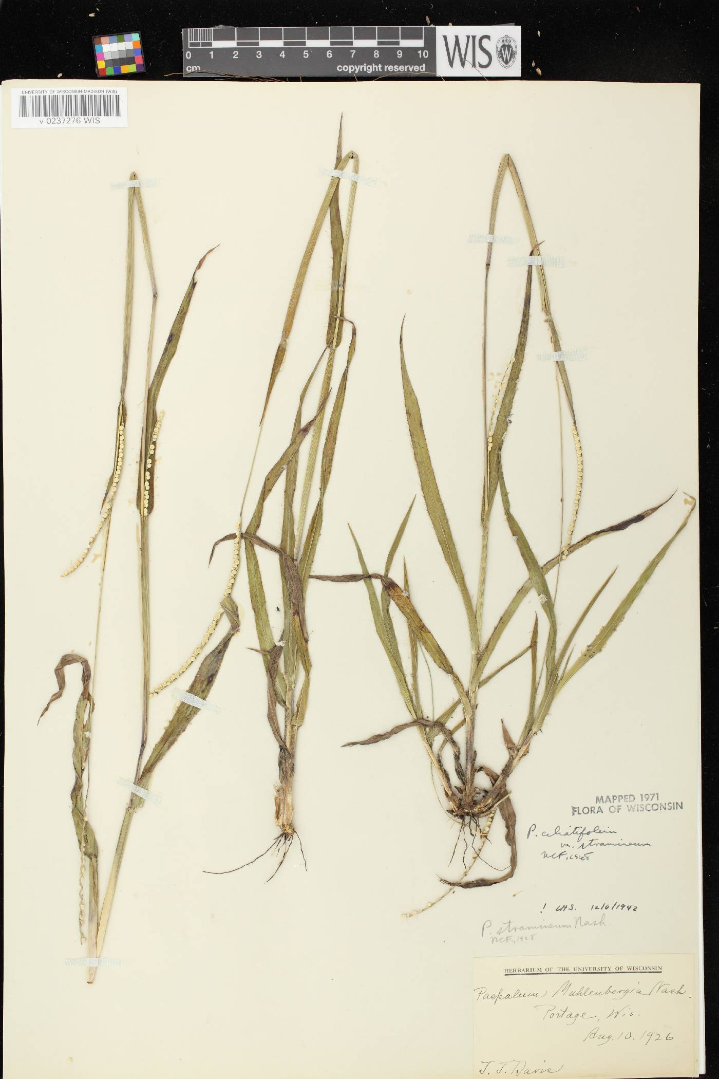 Paspalum setaceum var. stramineum image