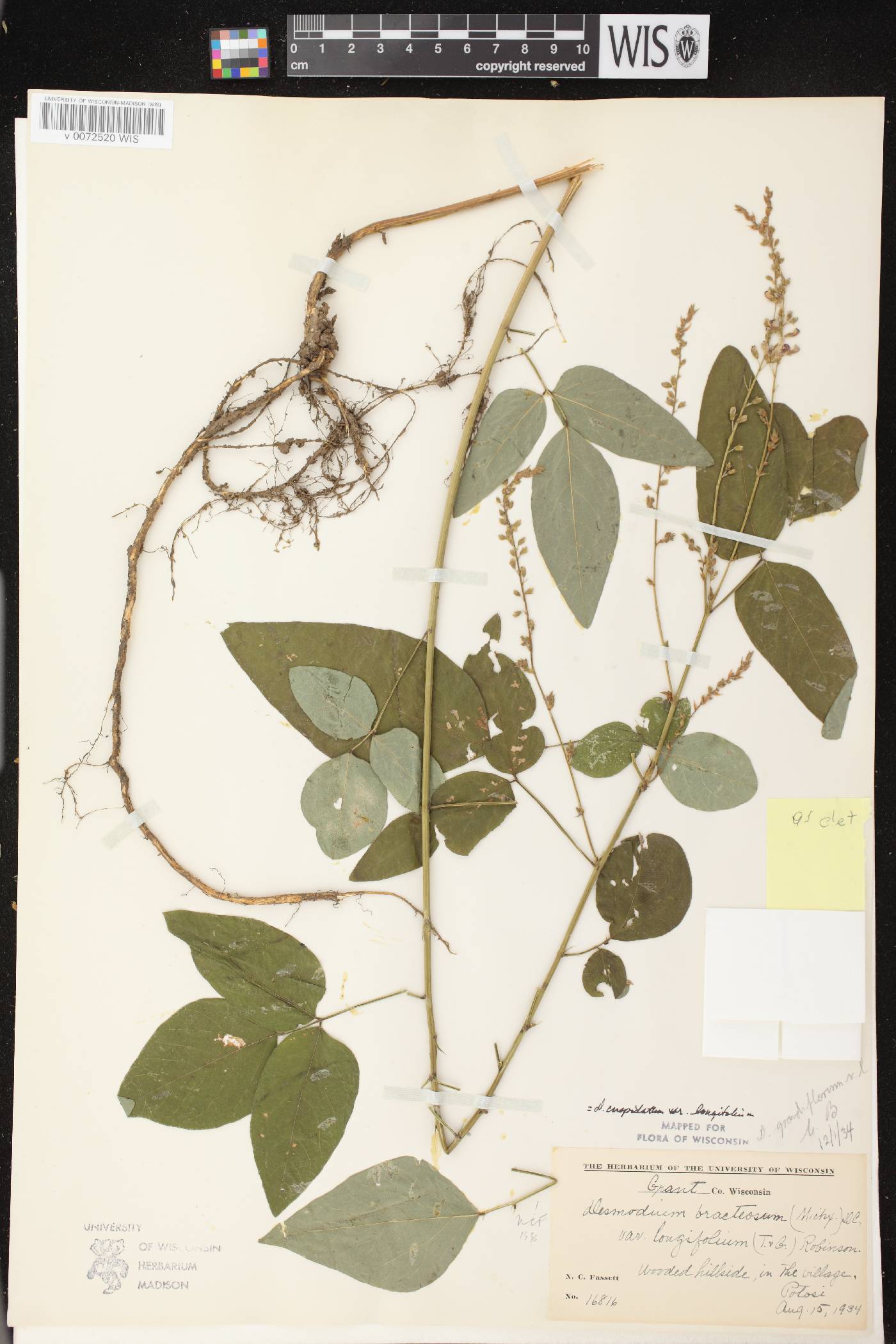 Desmodium cuspidatum image