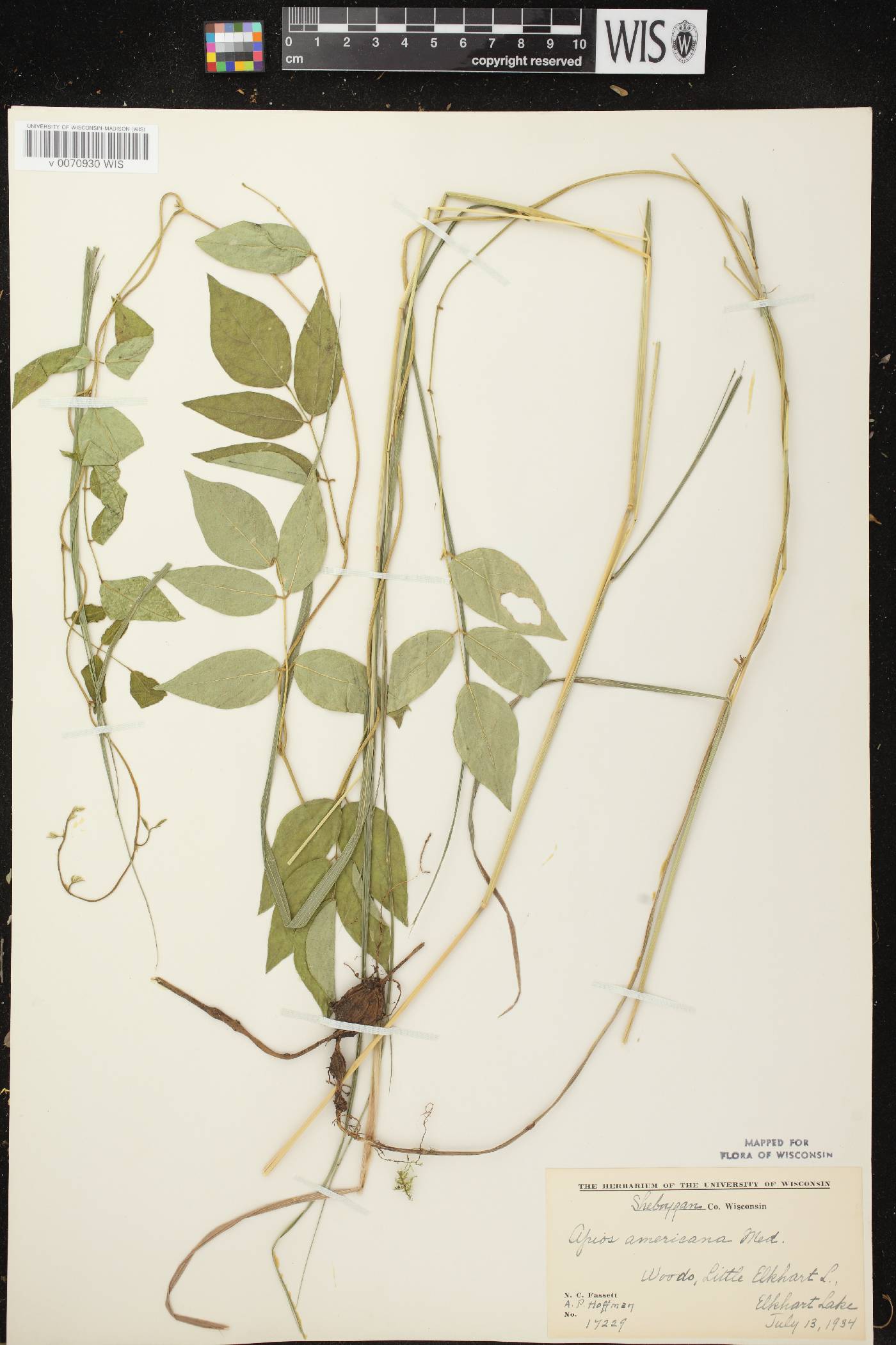 Apios americana image