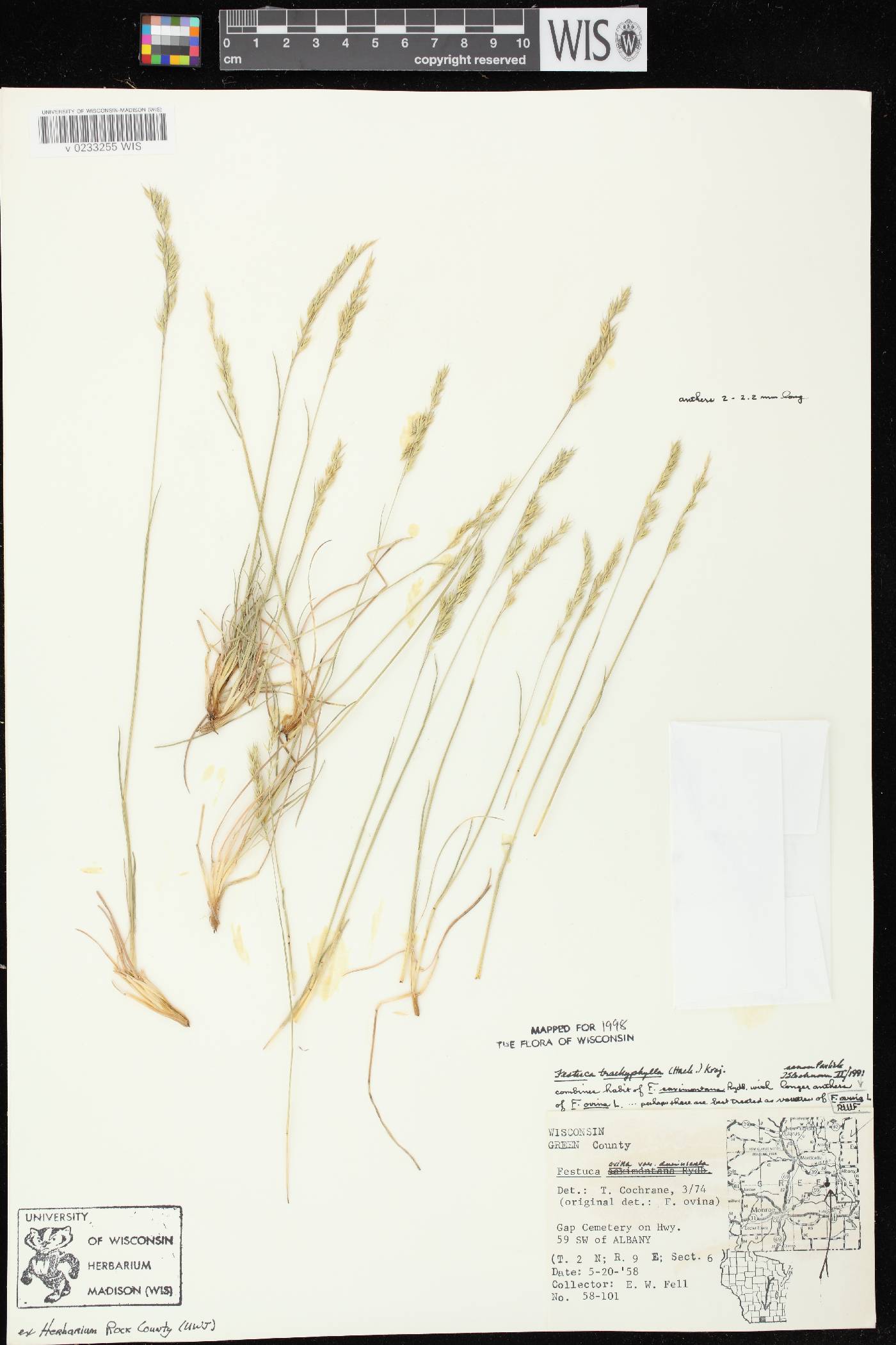 Festuca trachyphylla image