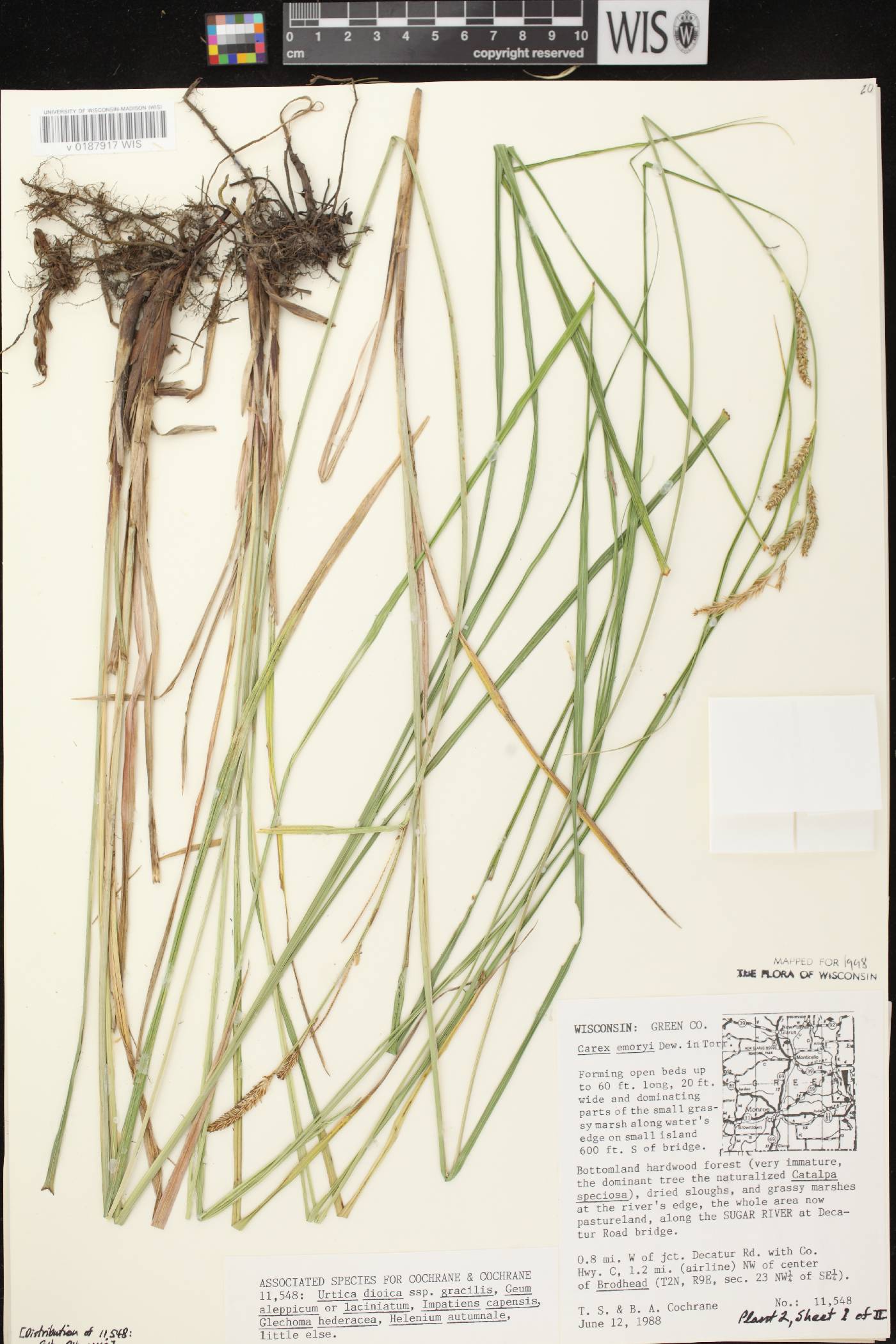 Carex emoryi image
