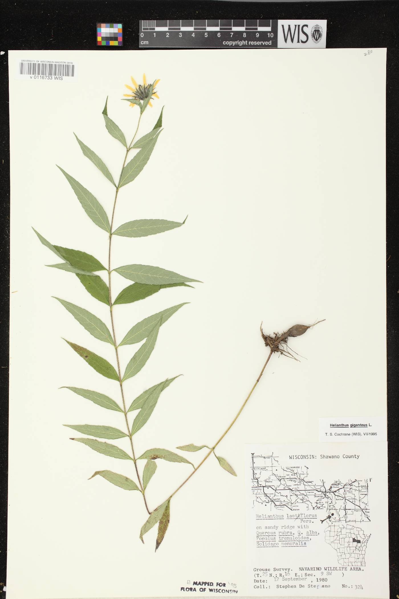 Helianthus giganteus image