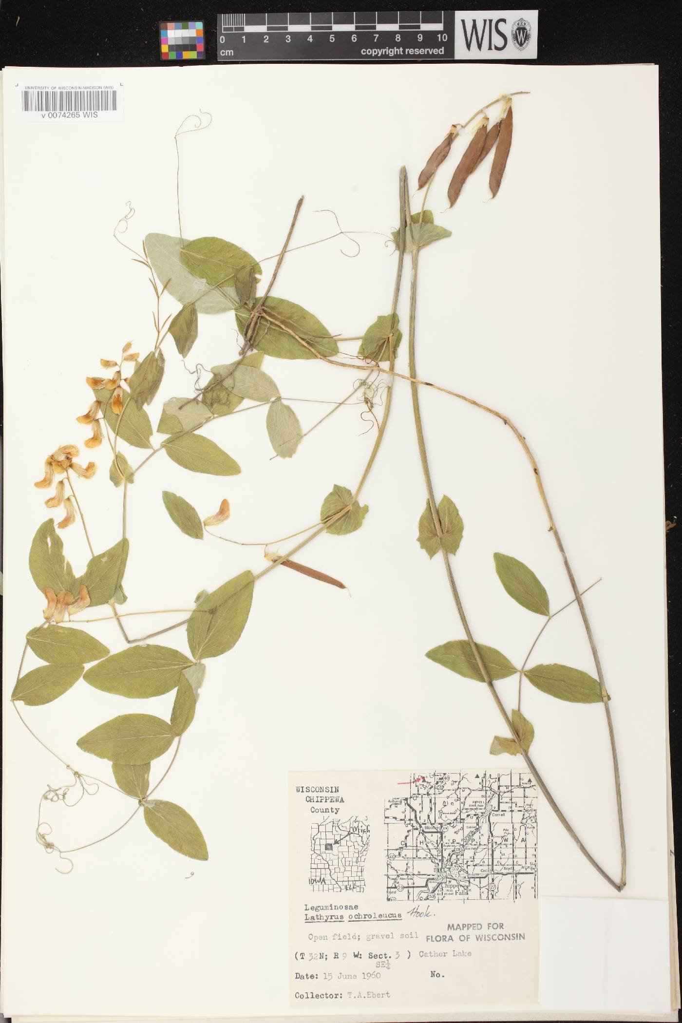 Lathyrus ochroleucus image