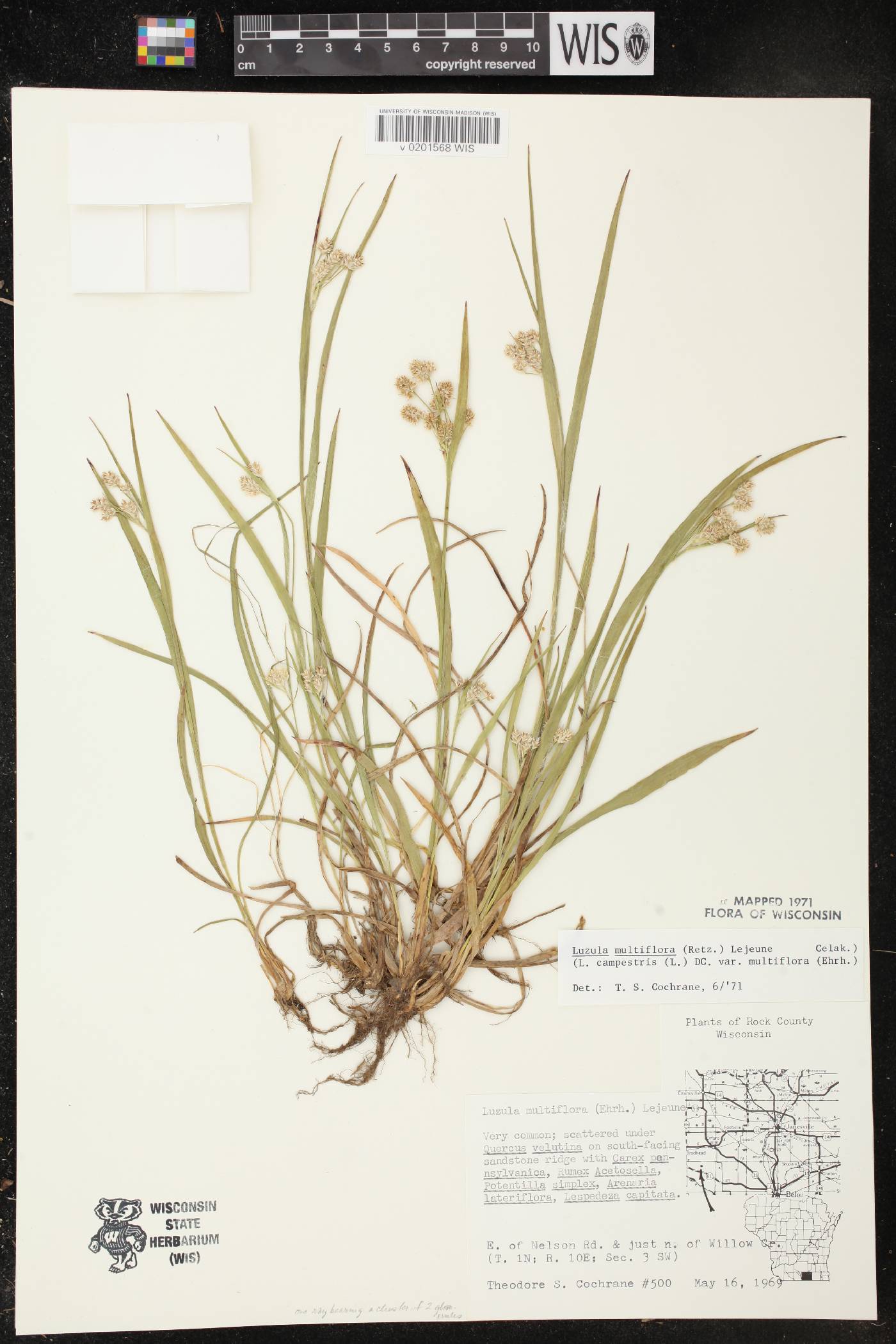 Luzula multiflora image