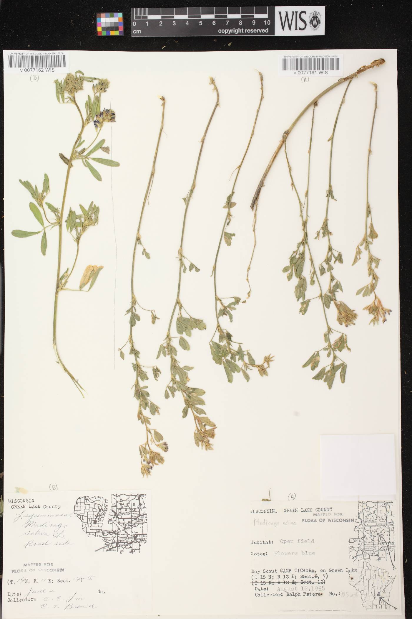 Medicago sativa image