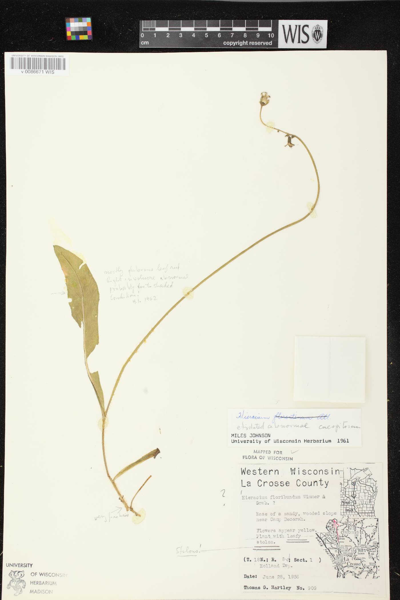 Hieracium caespitosum image