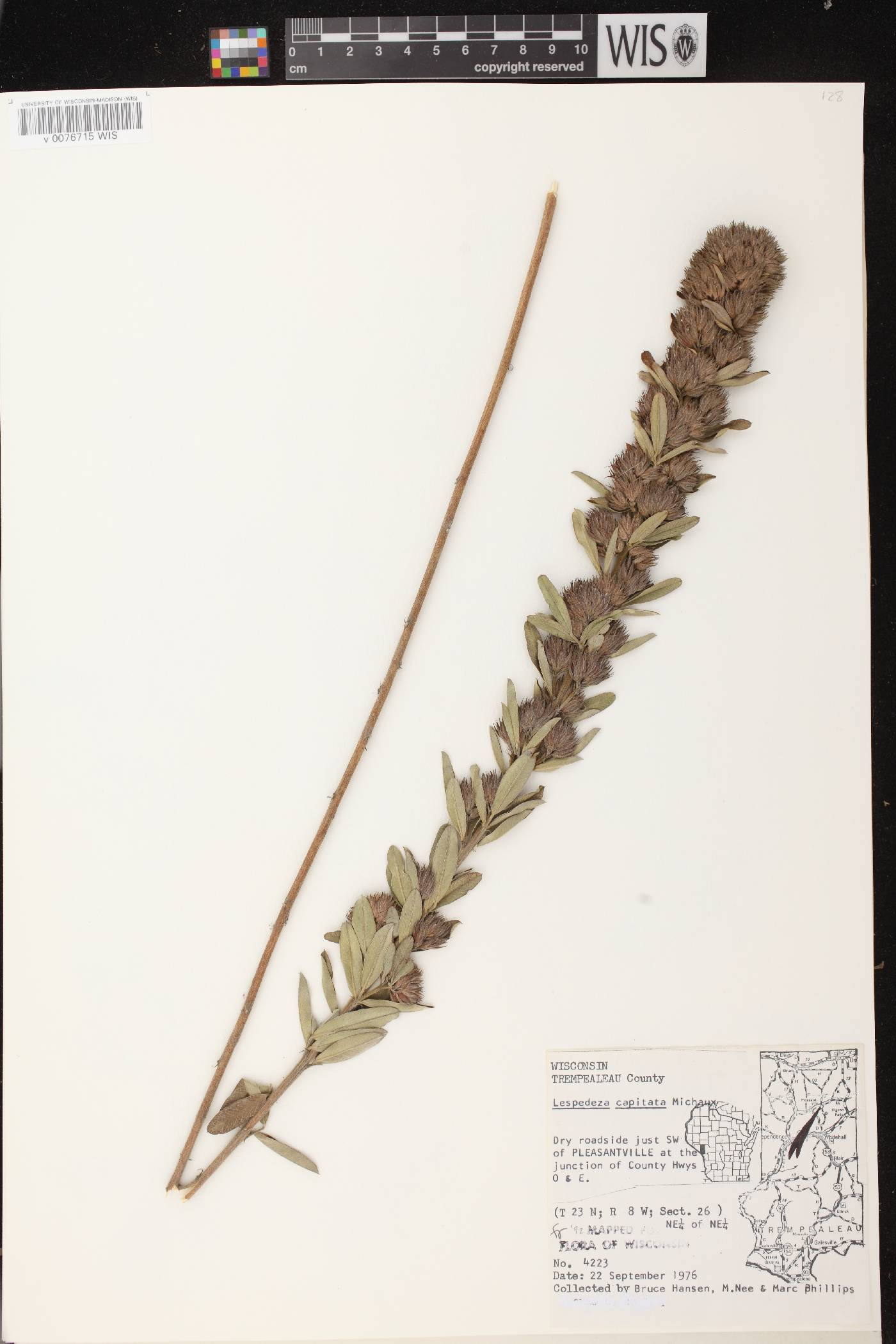 Lespedeza capitata image