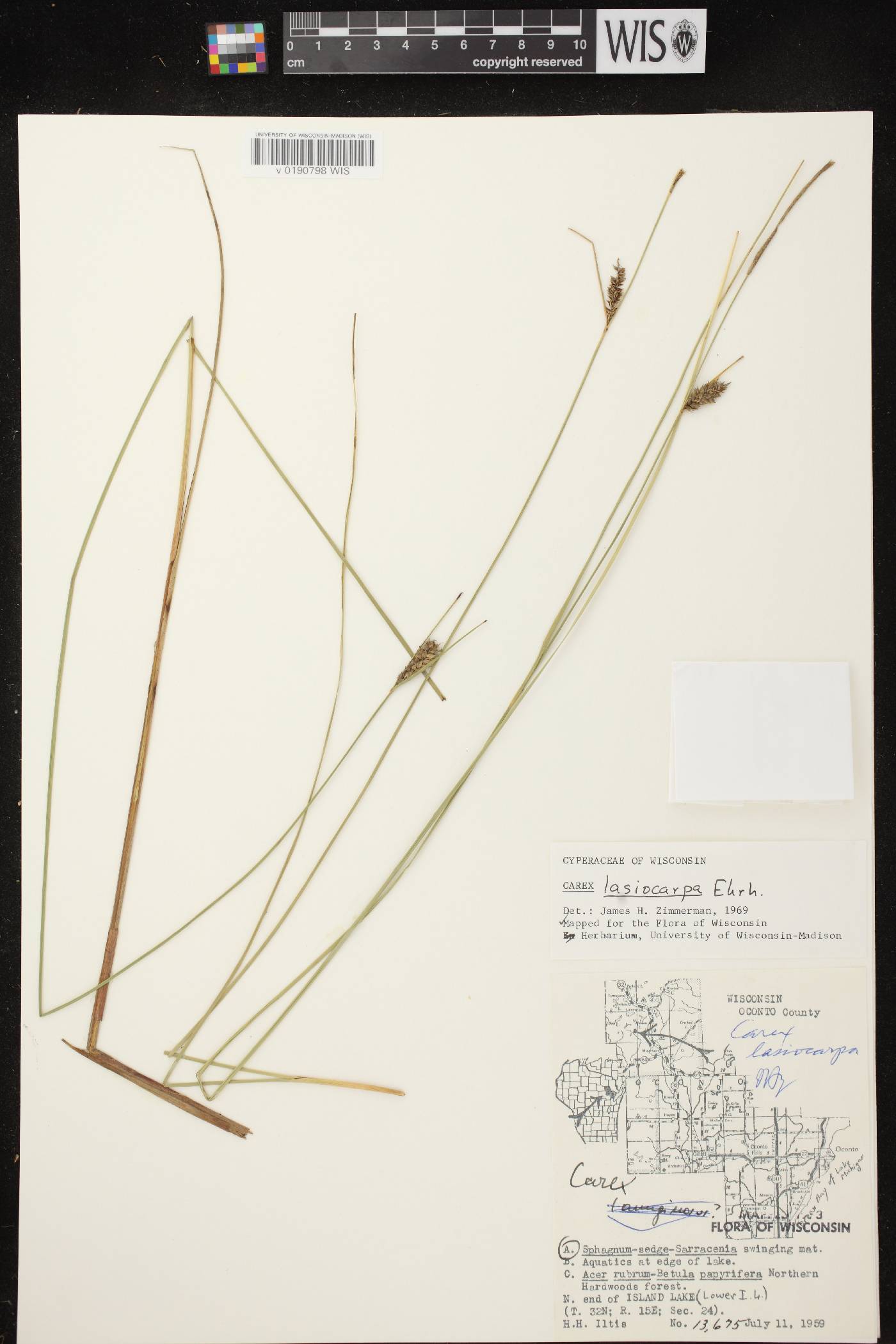 Carex lasiocarpa subsp. americana image