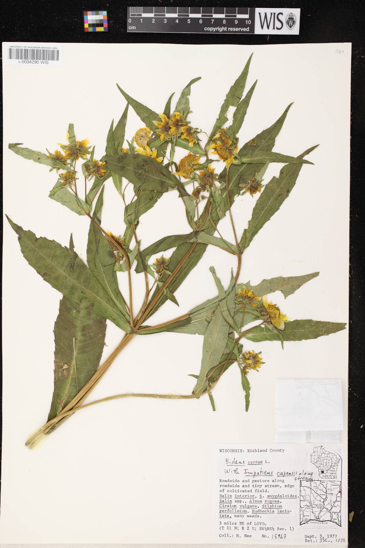 Bidens cernua image