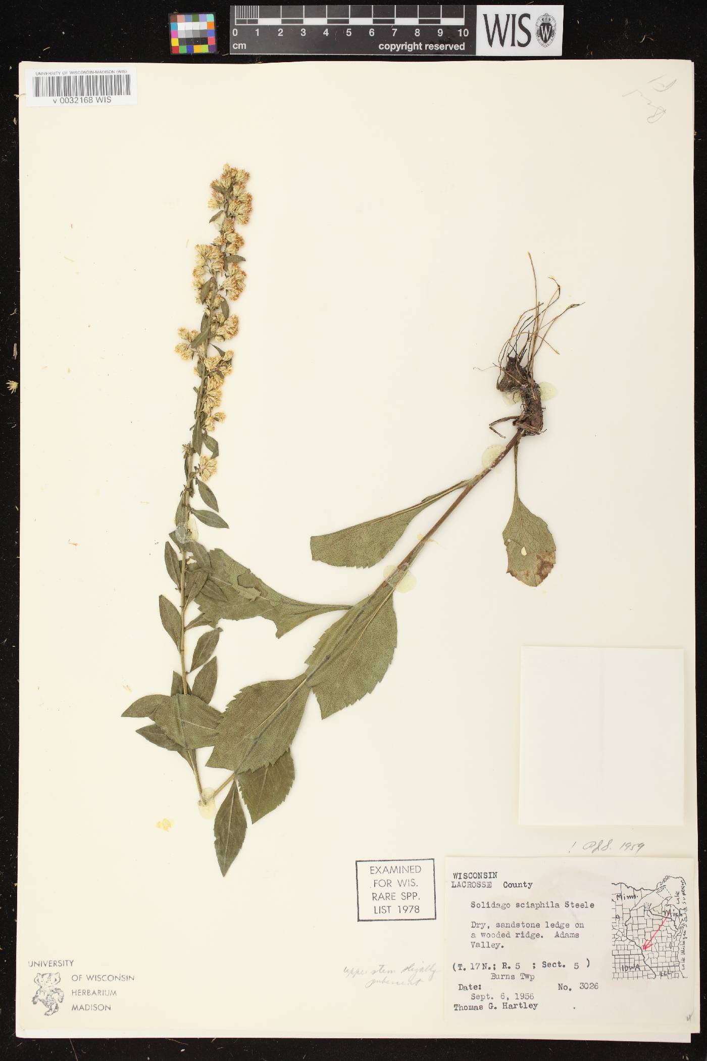 Solidago sciaphila image