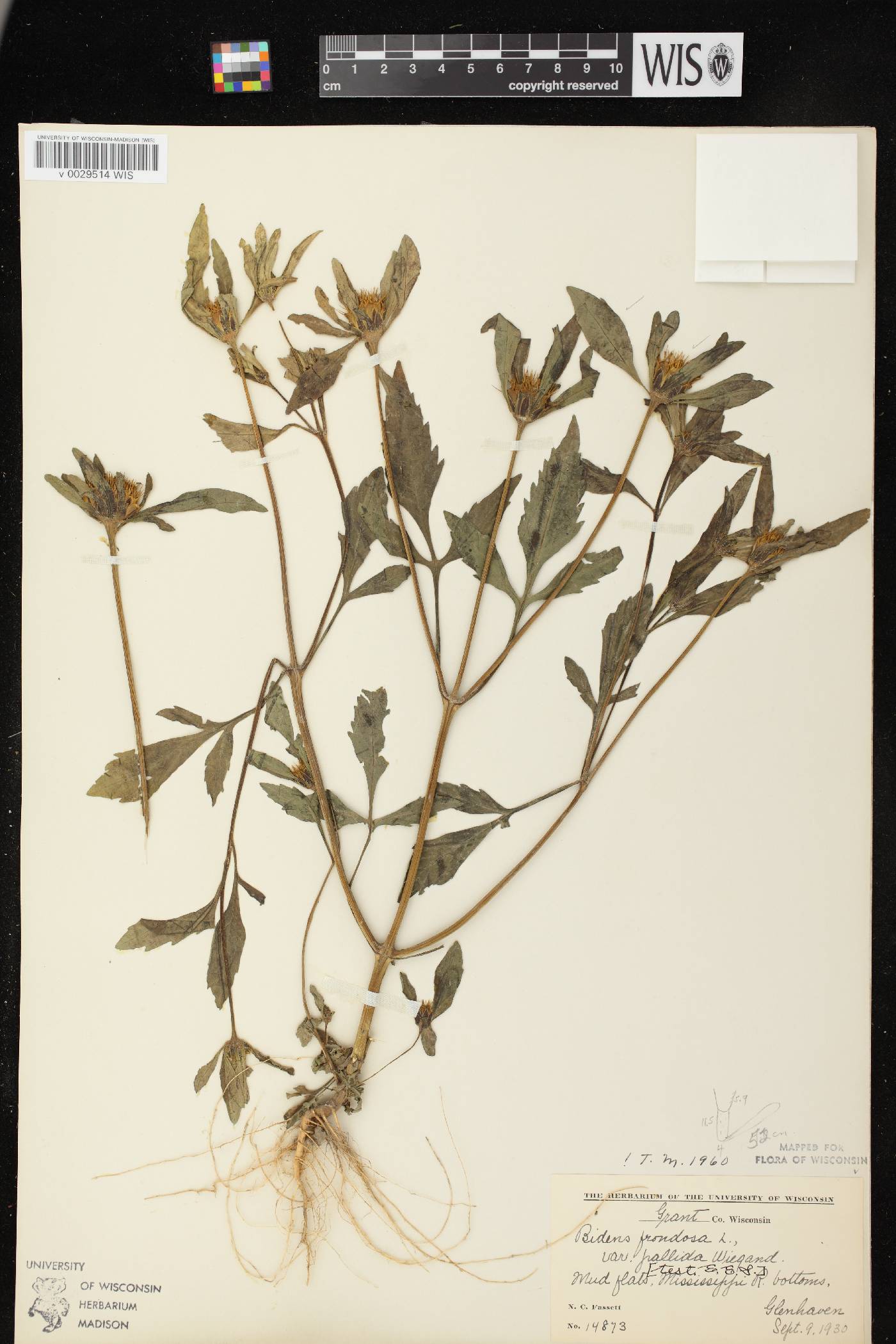 Bidens vulgata image
