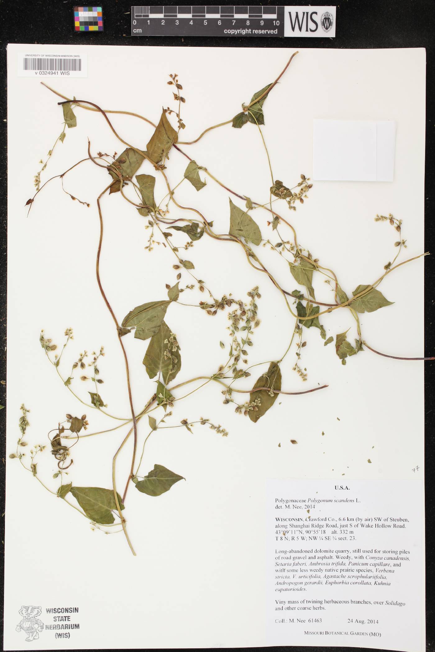 Fallopia scandens image
