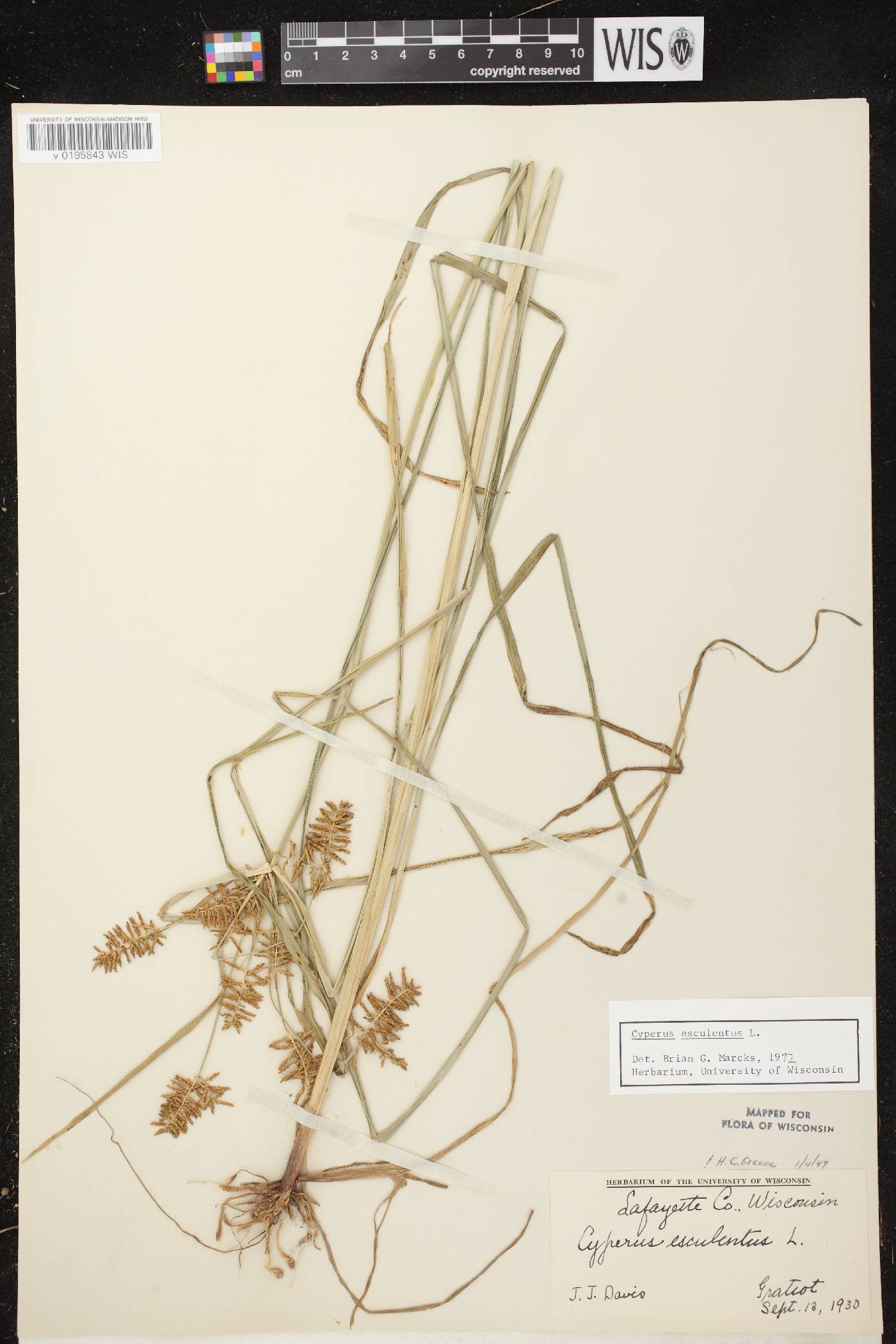 Cyperus esculentus var. leptostachyus image