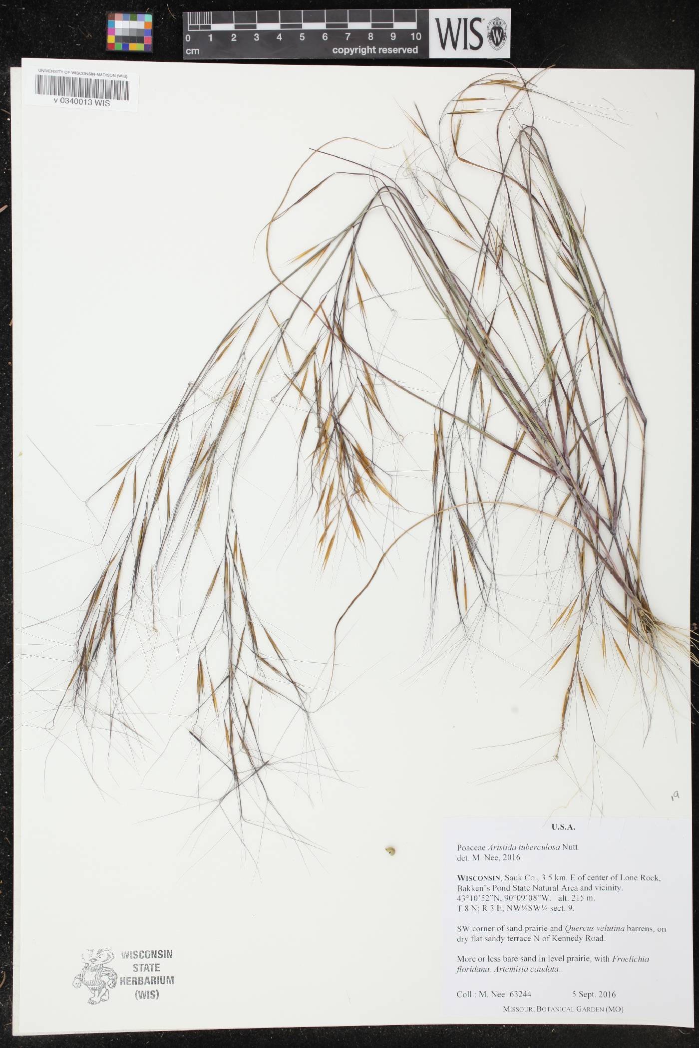 Aristida tuberculosa image