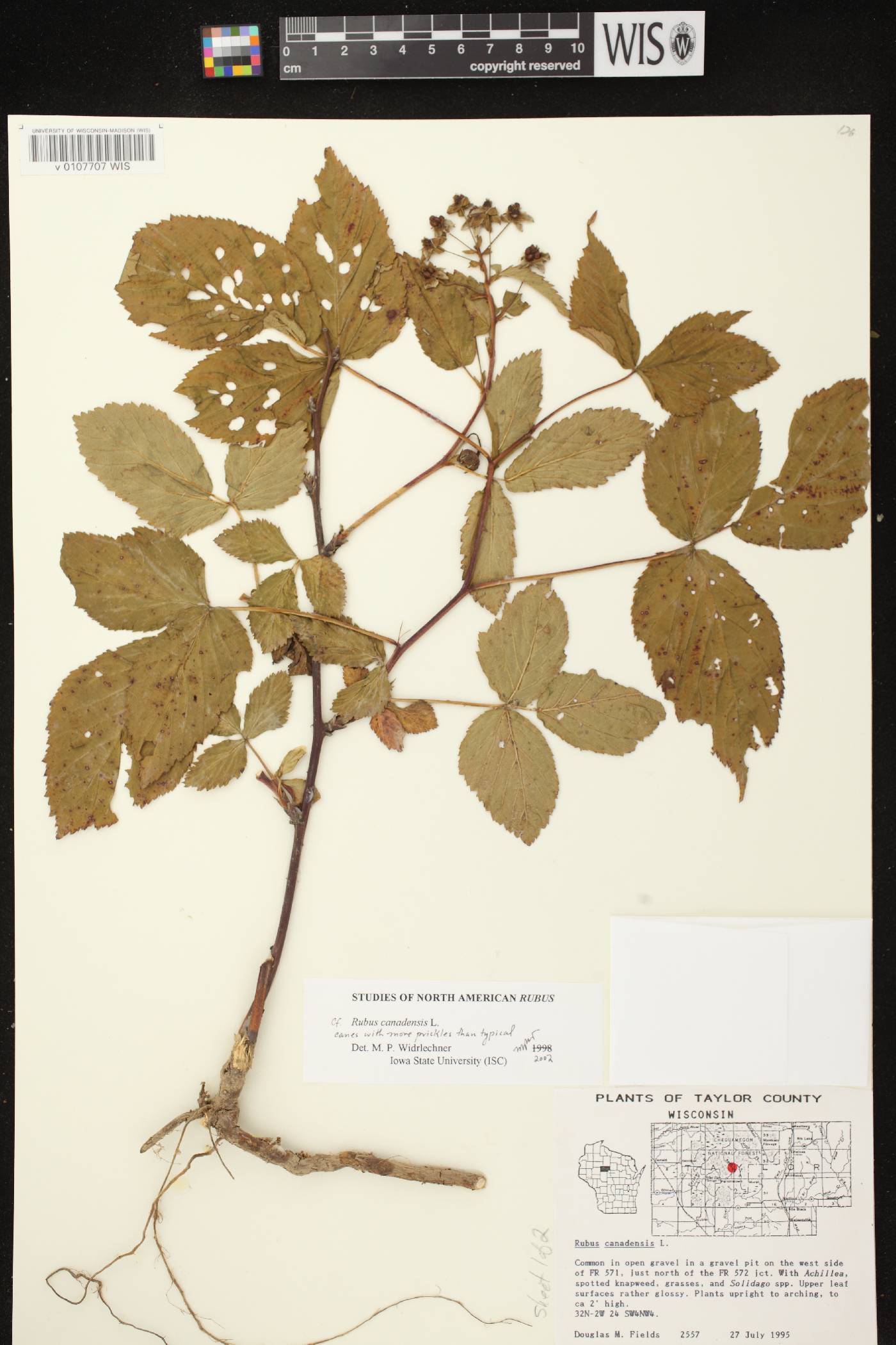 Rubus canadensis image