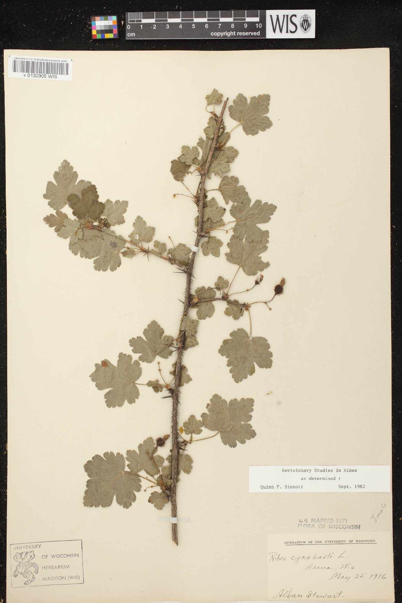 Ribes cynosbati image