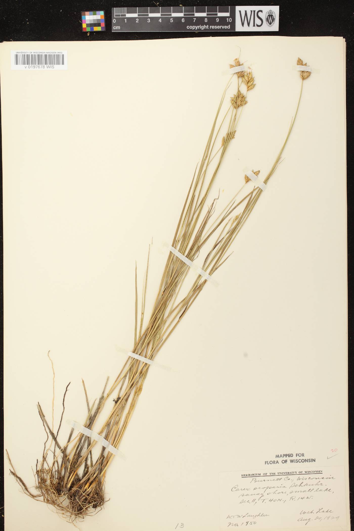 Carex scoparia var. scoparia image