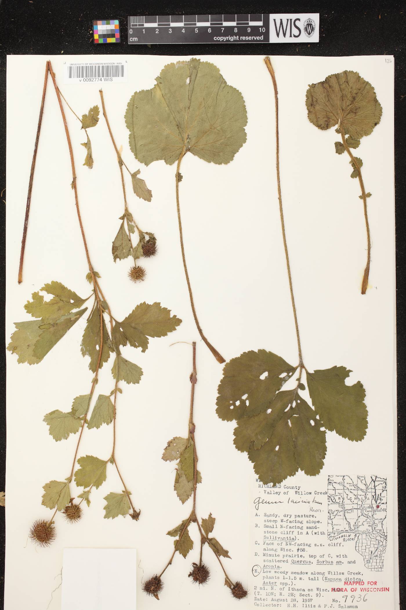 Geum laciniatum image