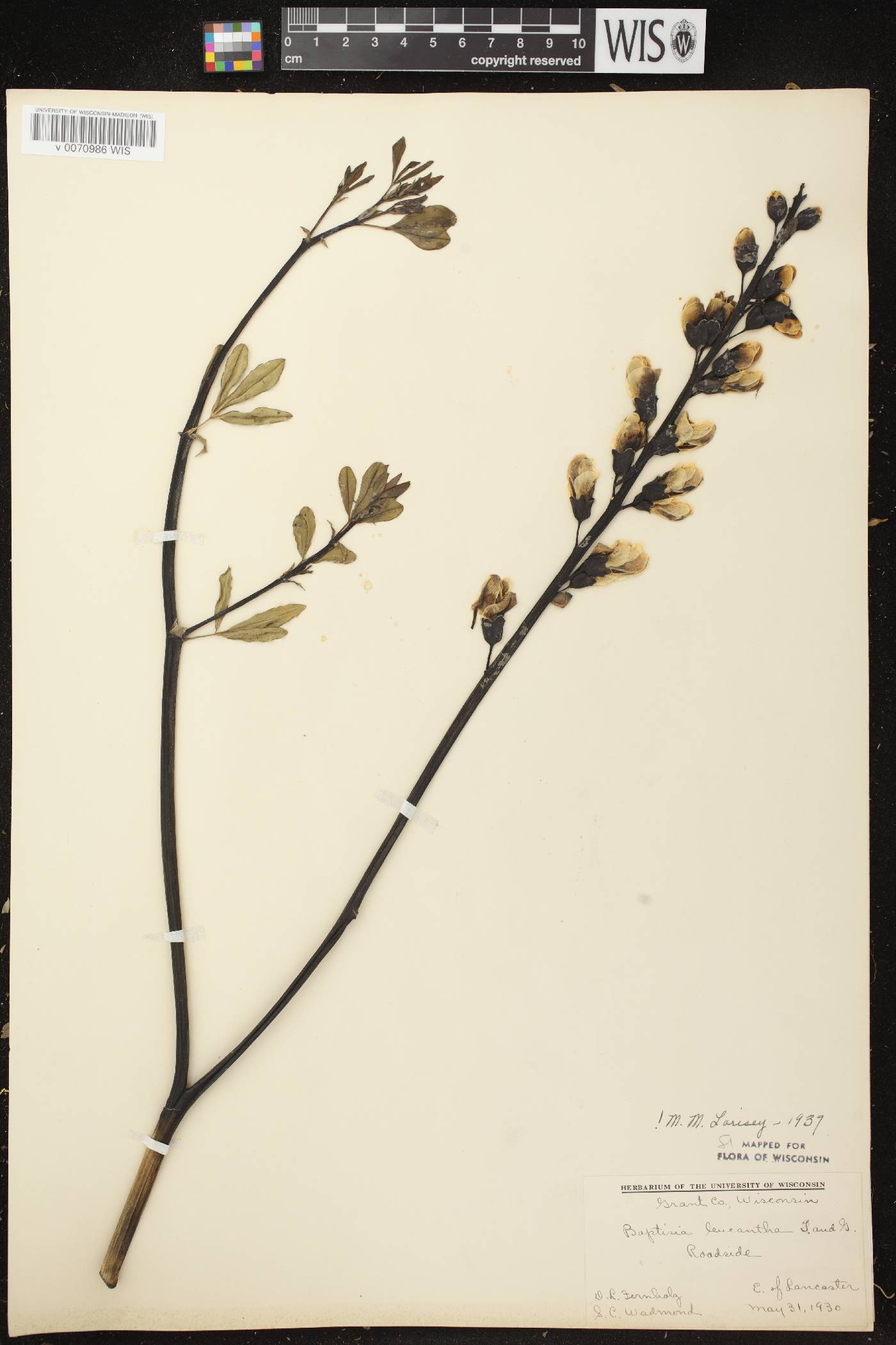 Baptisia lactea image
