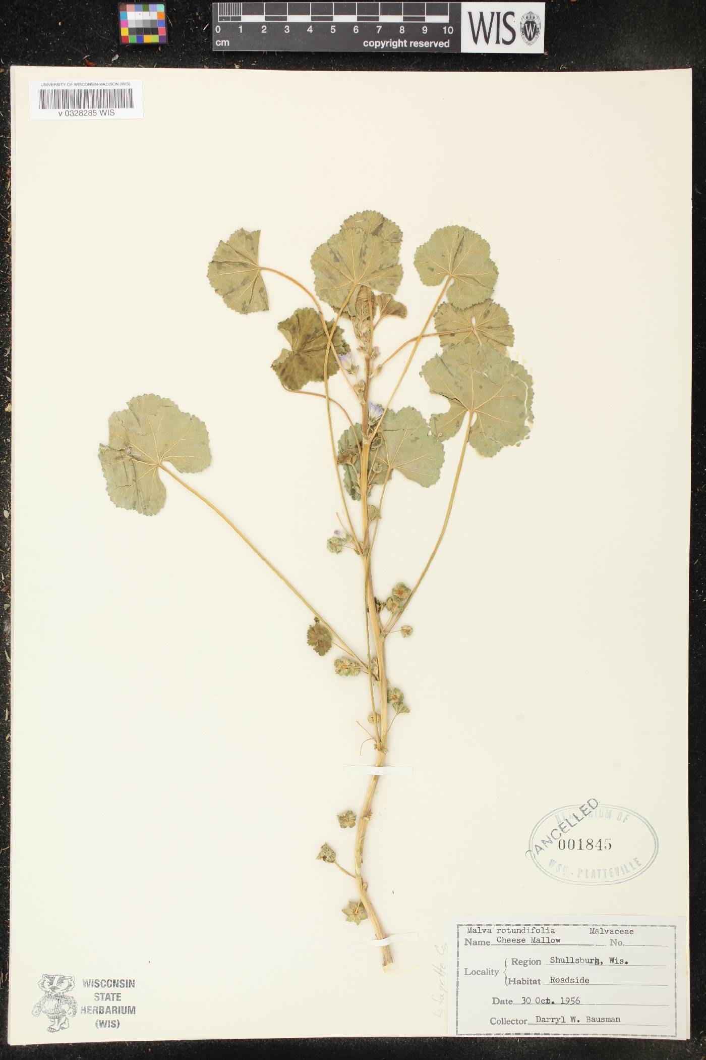 Malva neglecta image