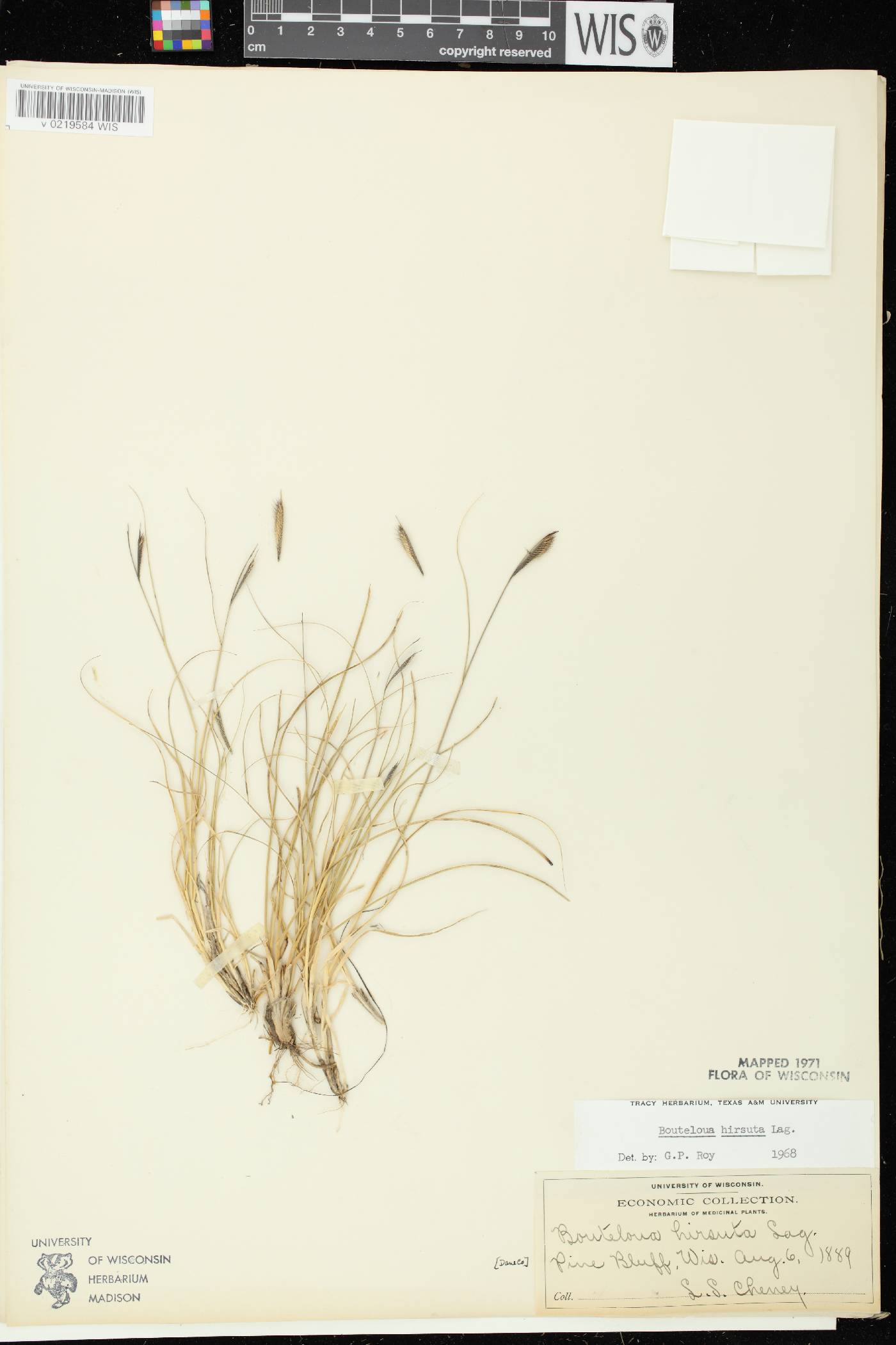 Bouteloua hirsuta subsp. hirsuta image