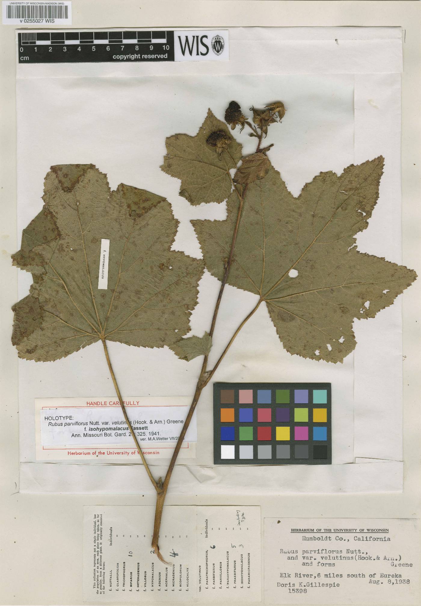 Rubus parviflorus image