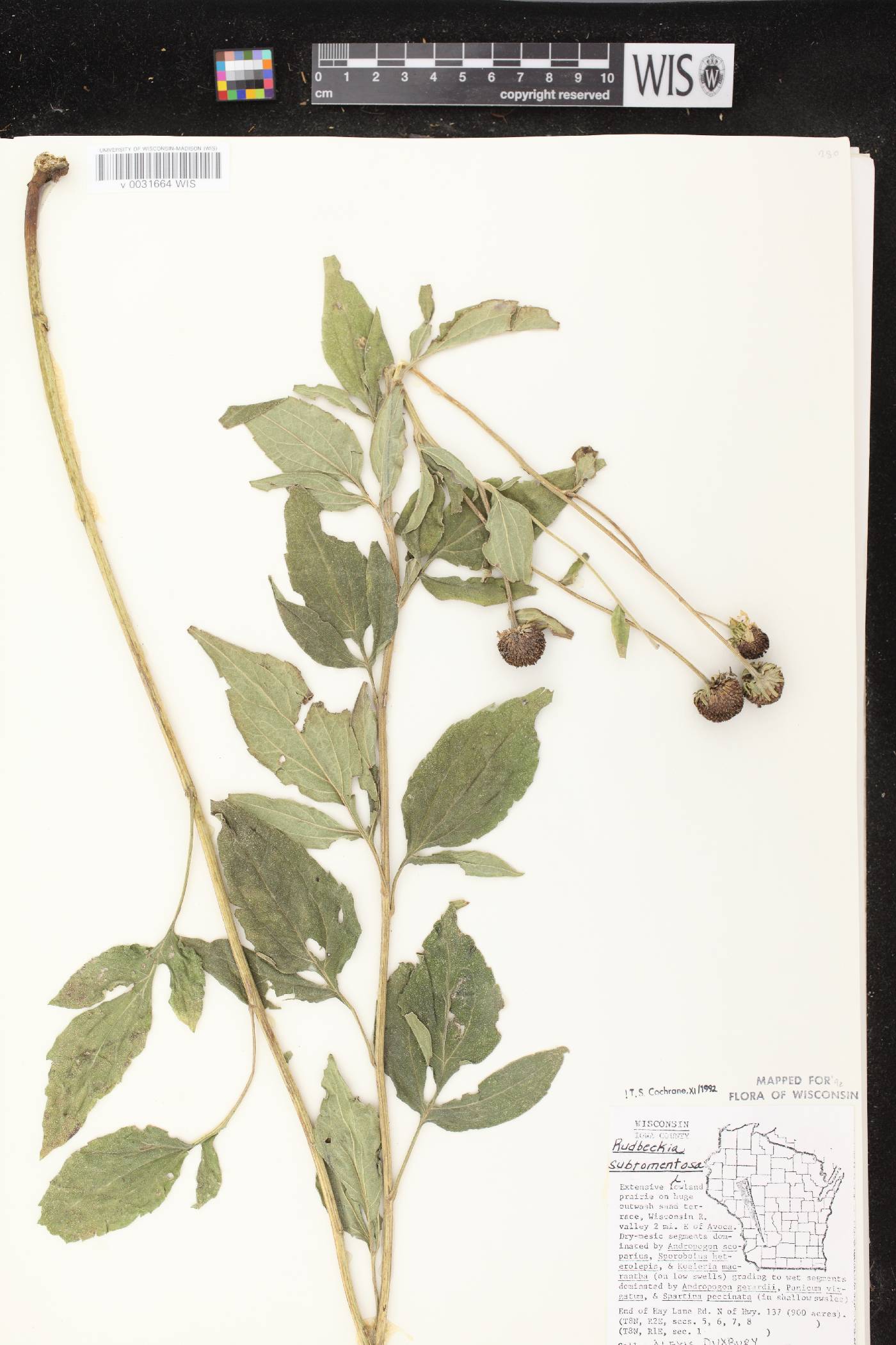 Rudbeckia subtomentosa image