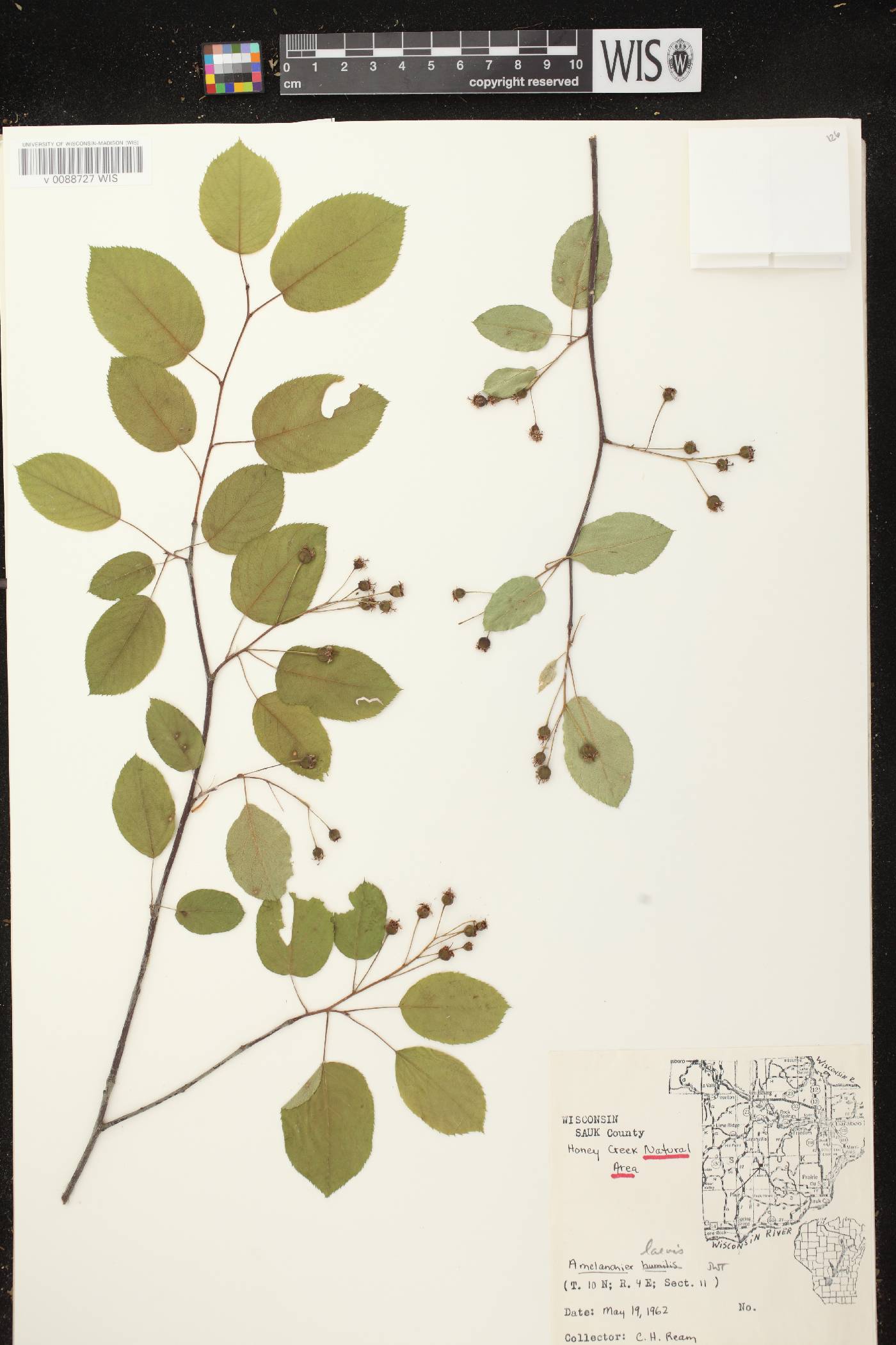 Amelanchier laevis image
