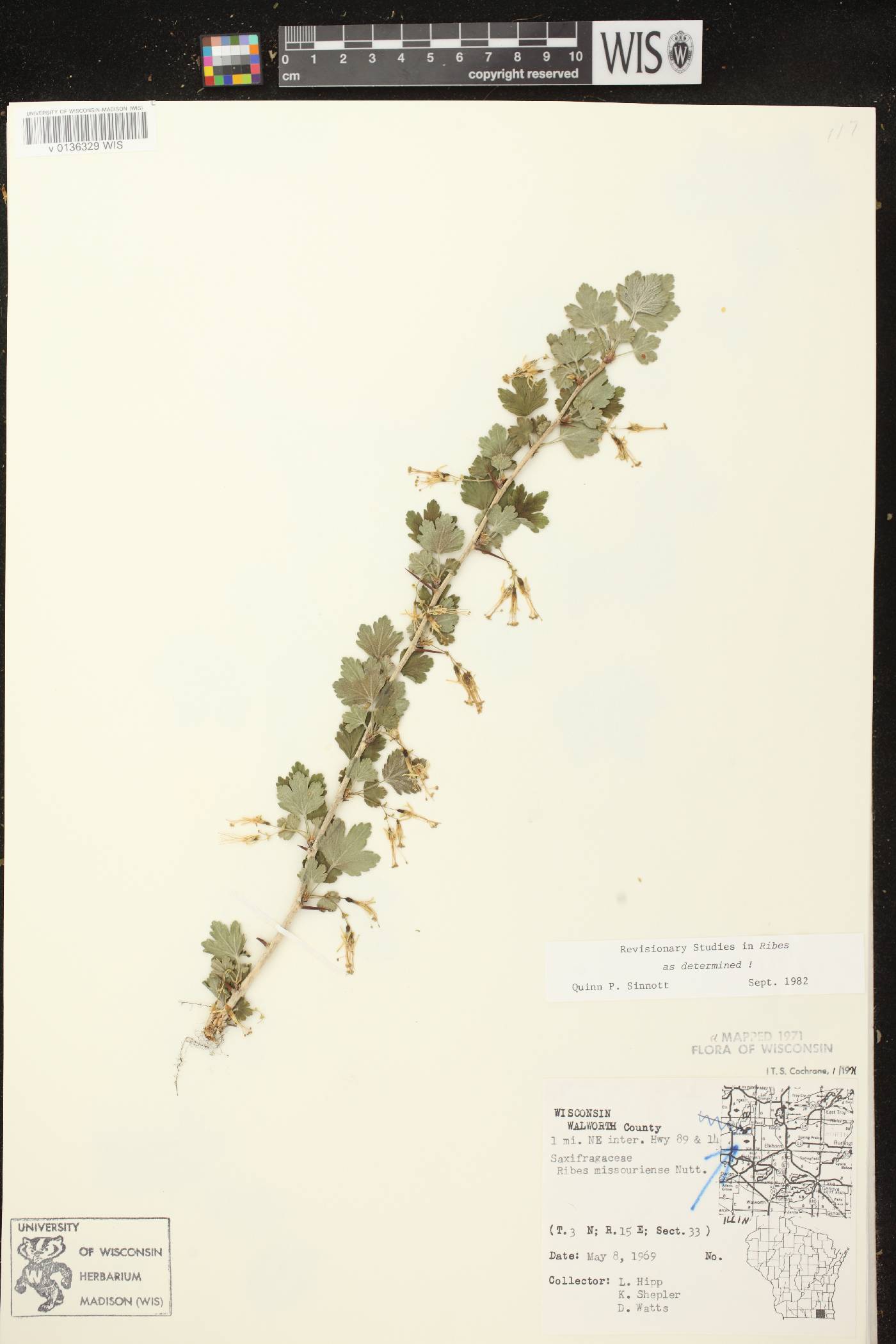 Ribes missouriense image