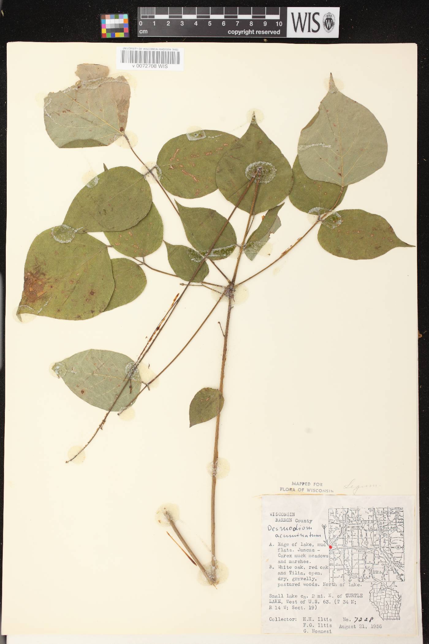 Hylodesmum glutinosum image
