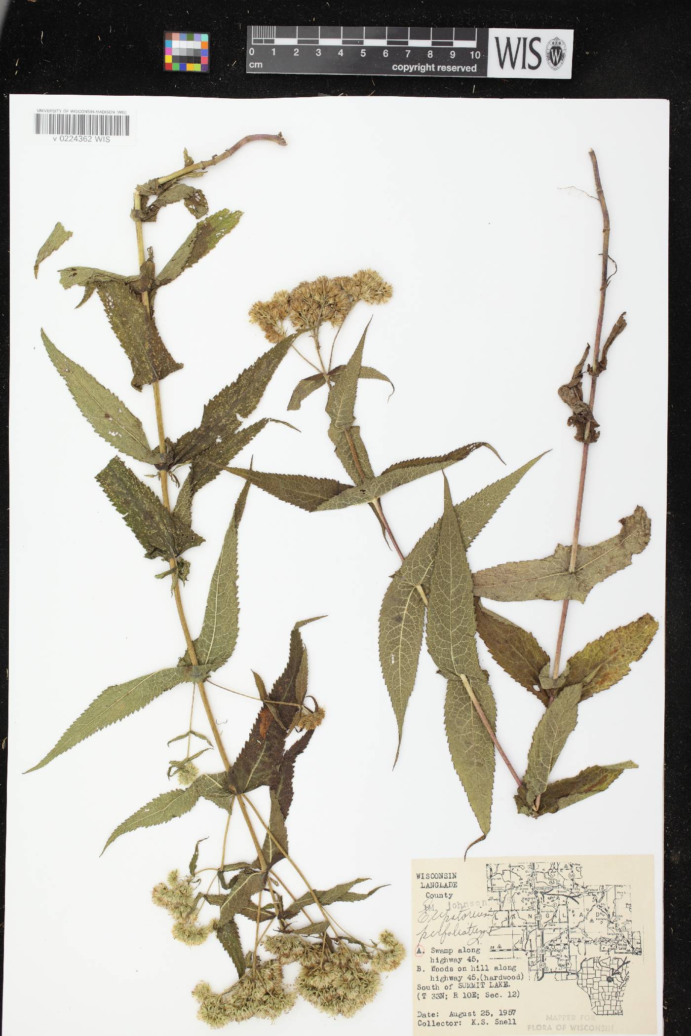 Eupatorium perfoliatum image