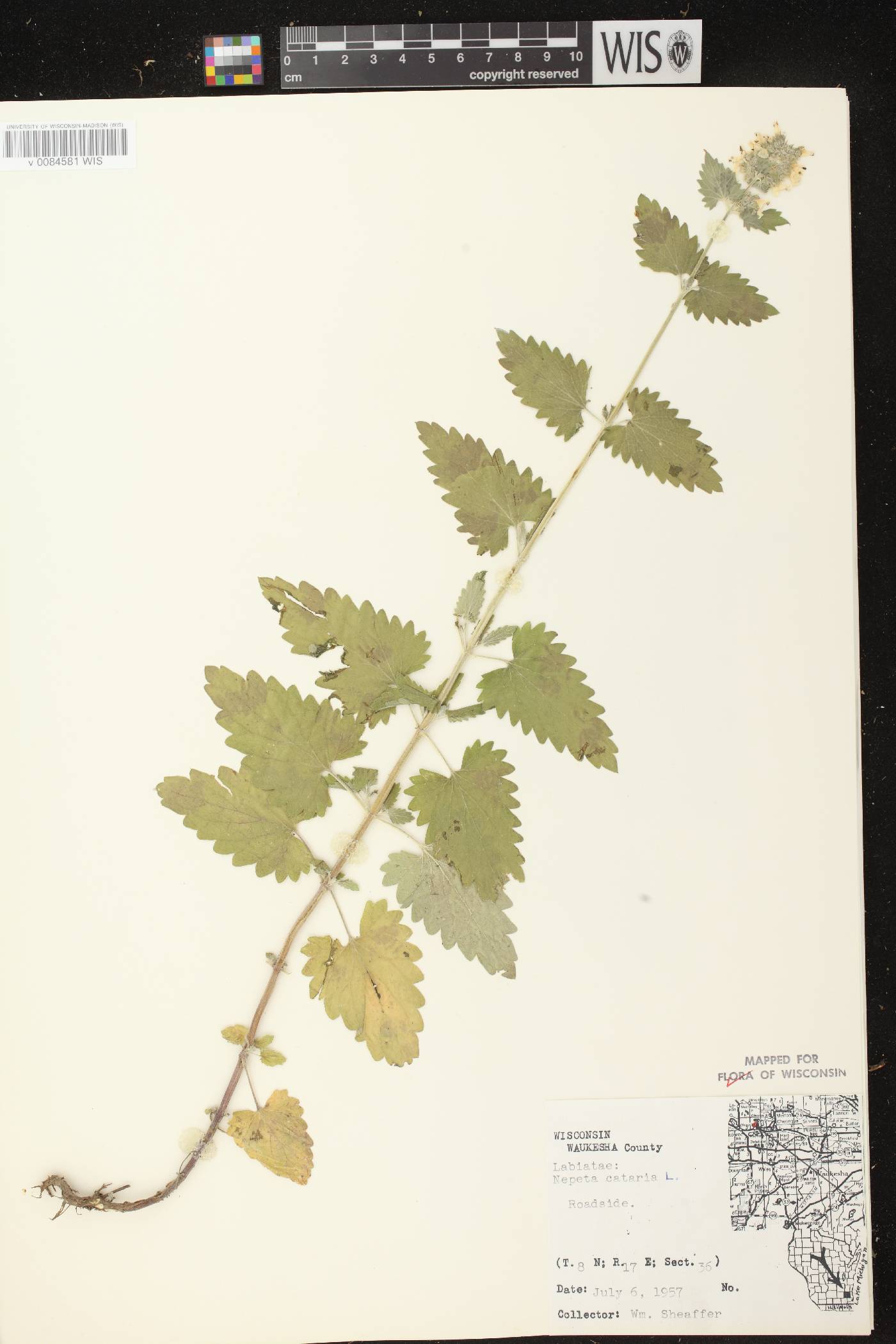 Nepeta cataria image