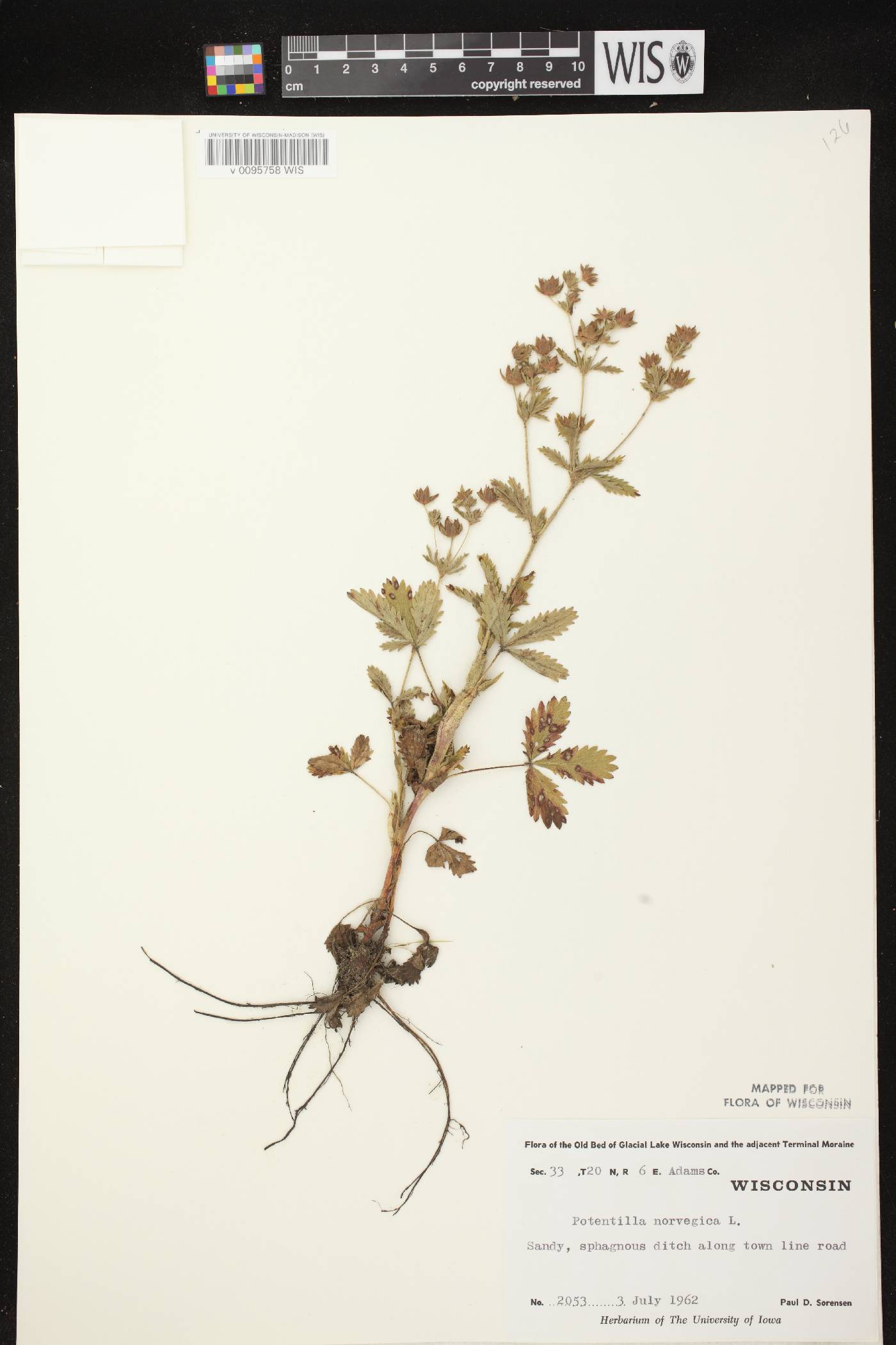 Potentilla norvegica image