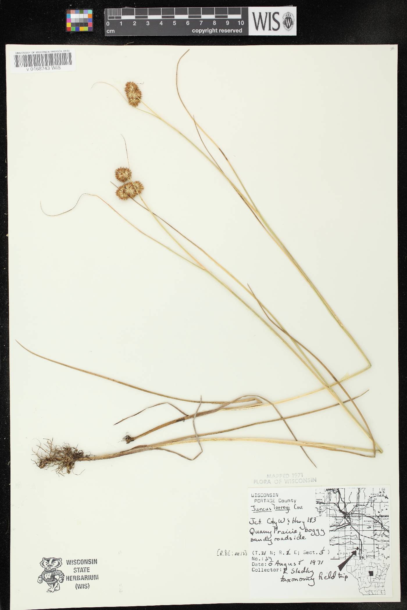 Juncus torreyi image