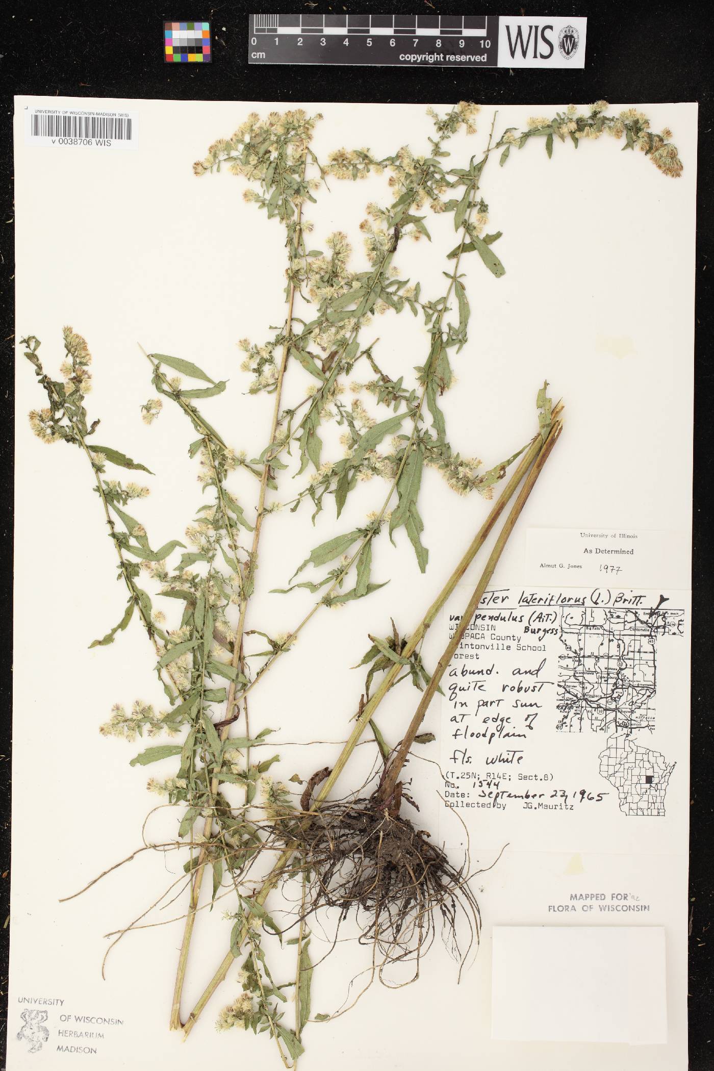 Symphyotrichum lateriflorum image