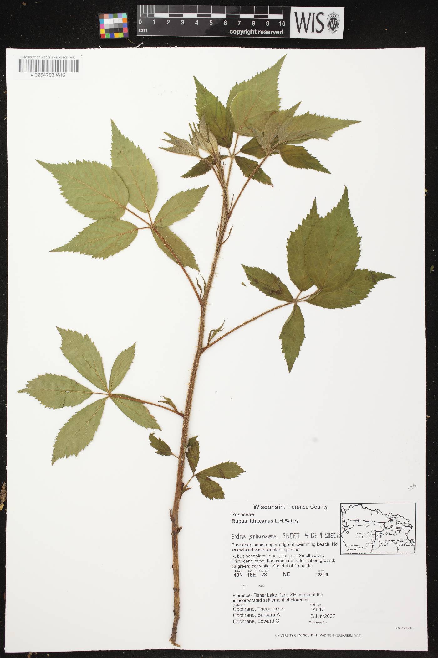 Rubus flagellaris image