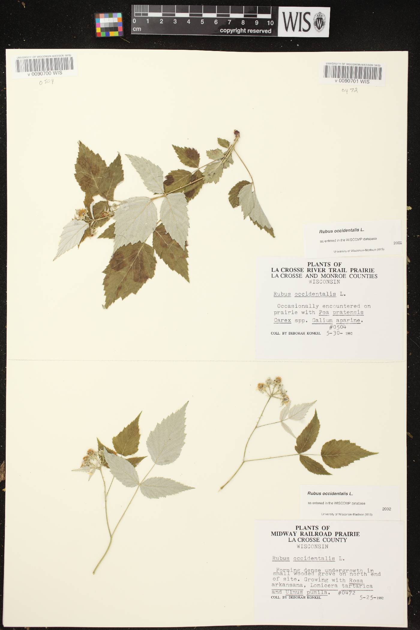 Rubus occidentalis image