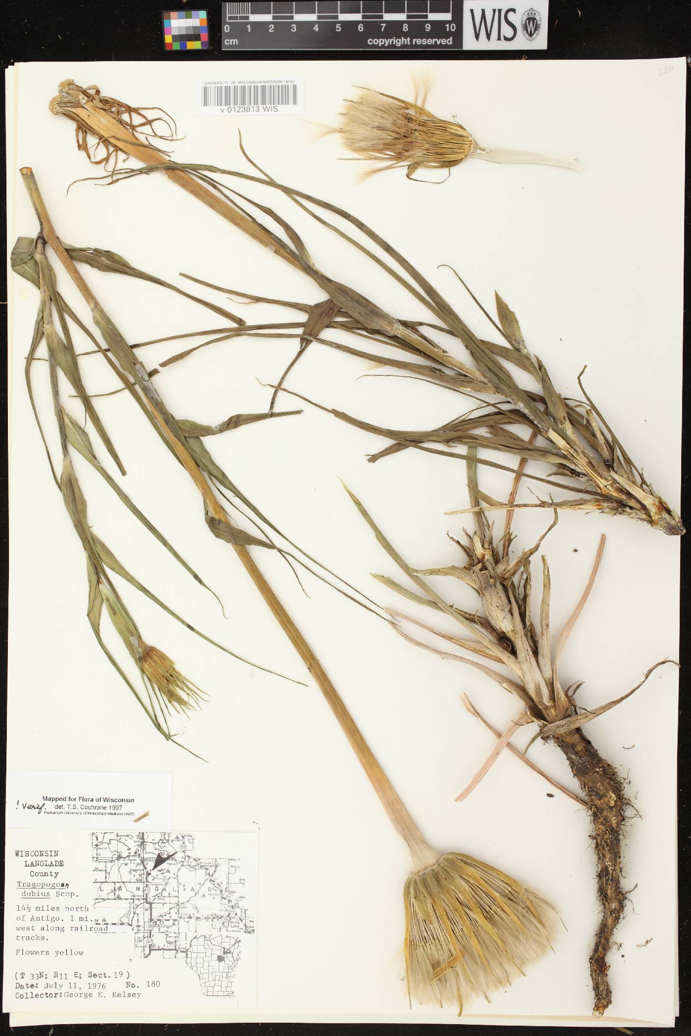 Tragopogon dubius image