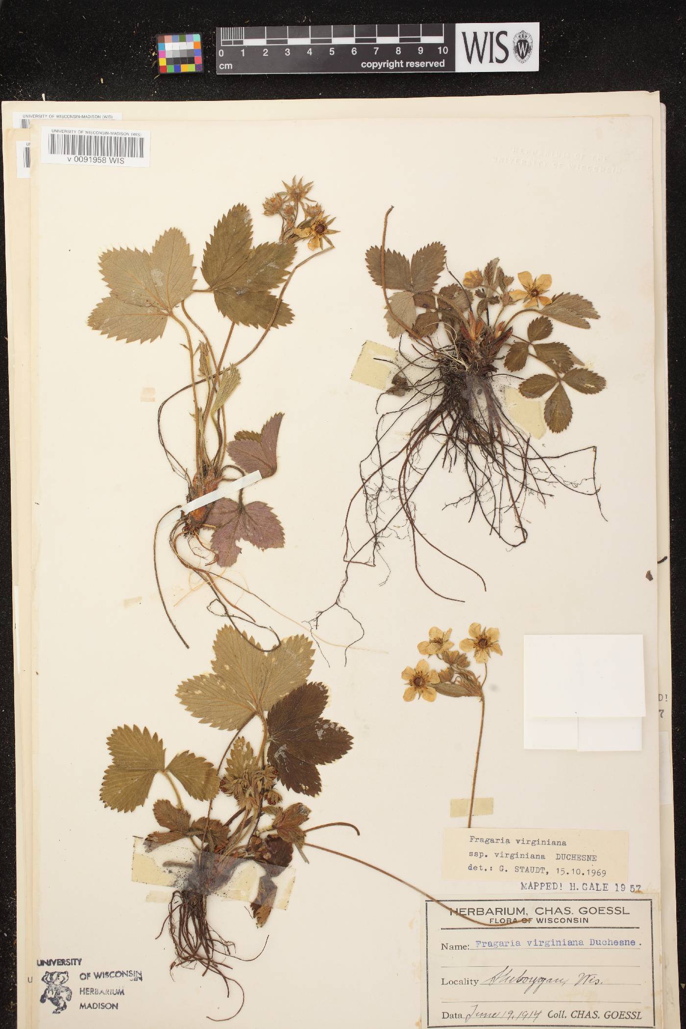 Fragaria virginiana image