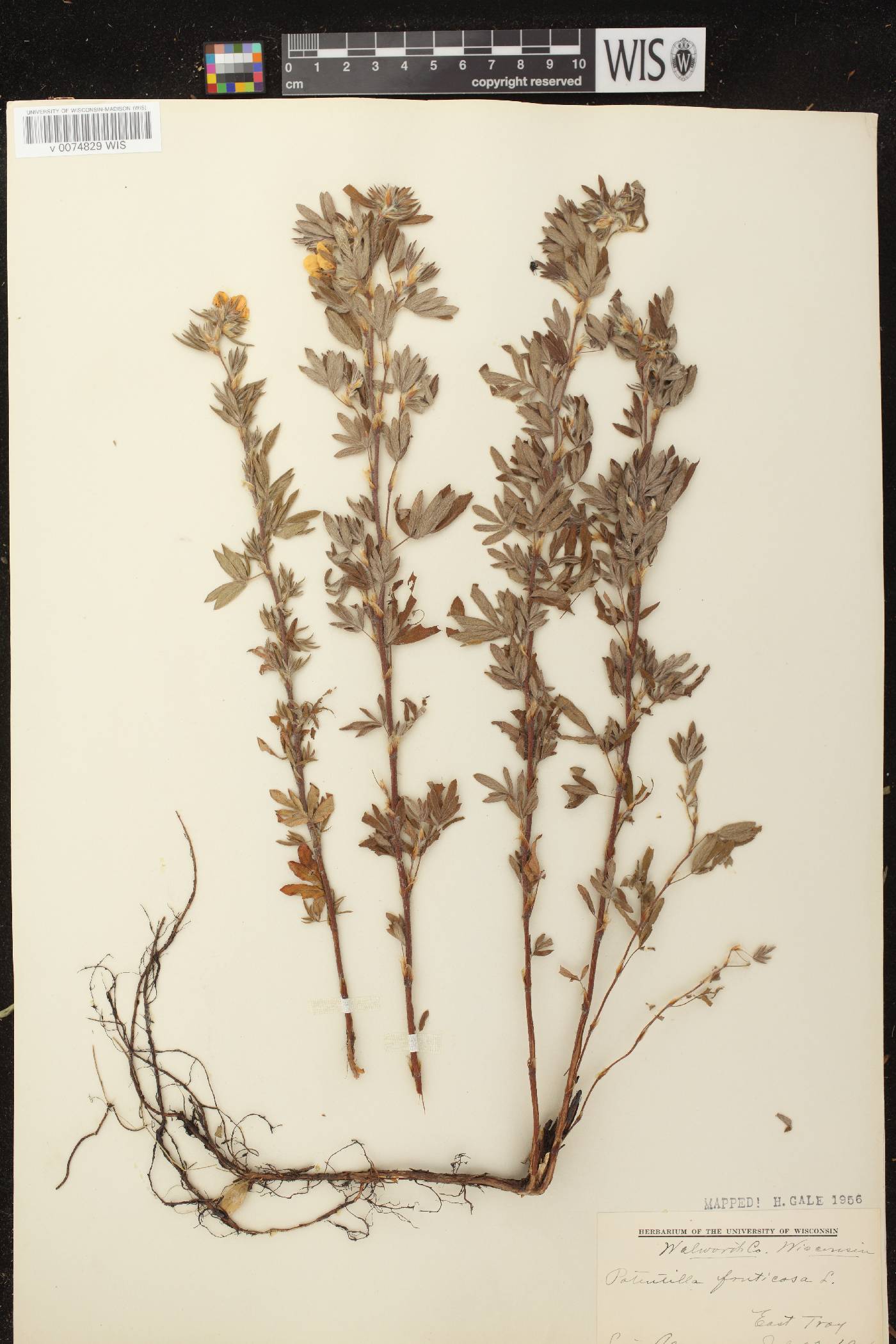 Dasiphora fruticosa image