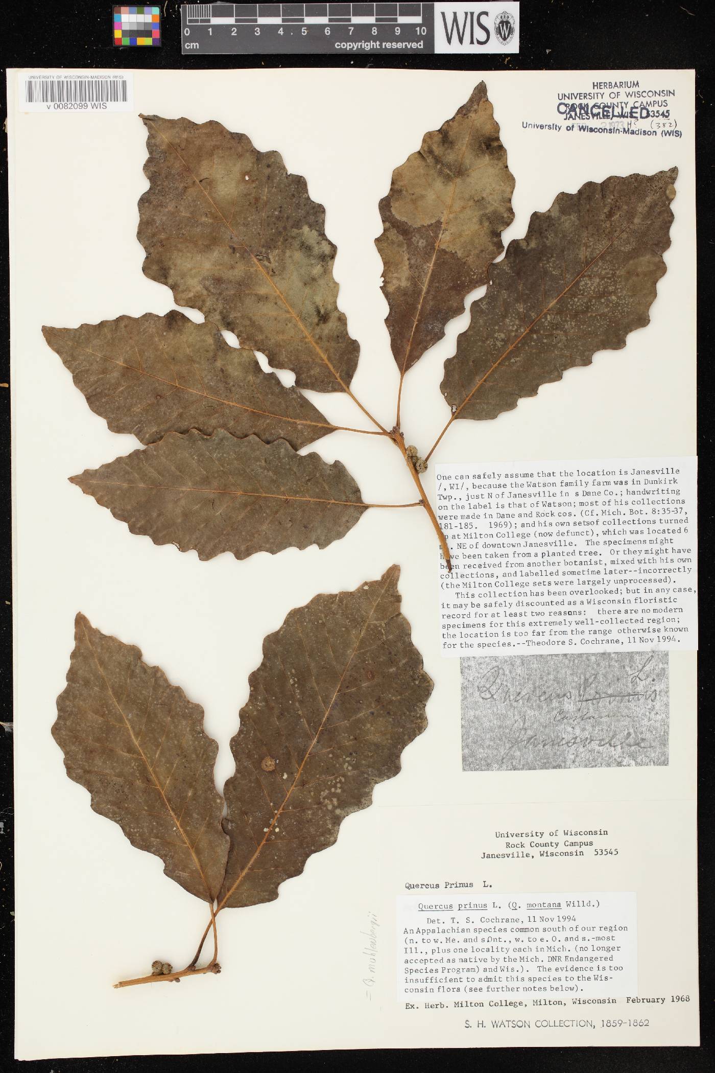 Quercus muhlenbergii image