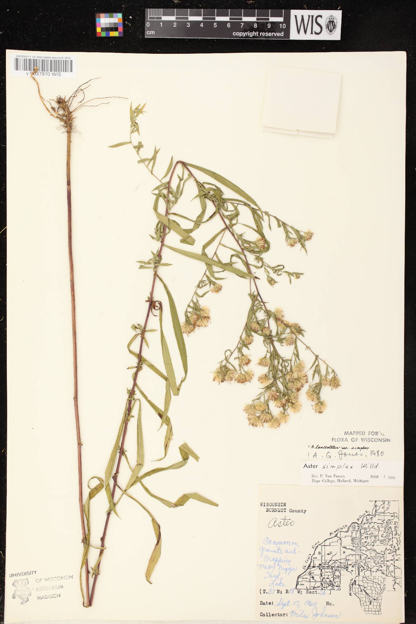 Symphyotrichum lanceolatum var. lanceolatum image