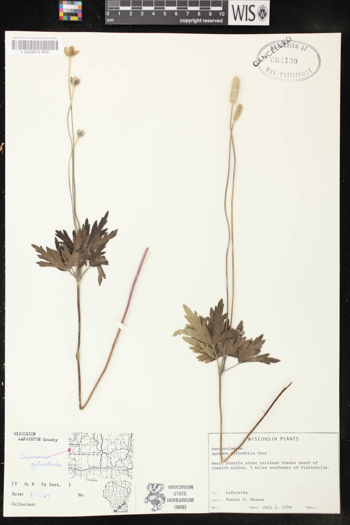 Anemone cylindrica image