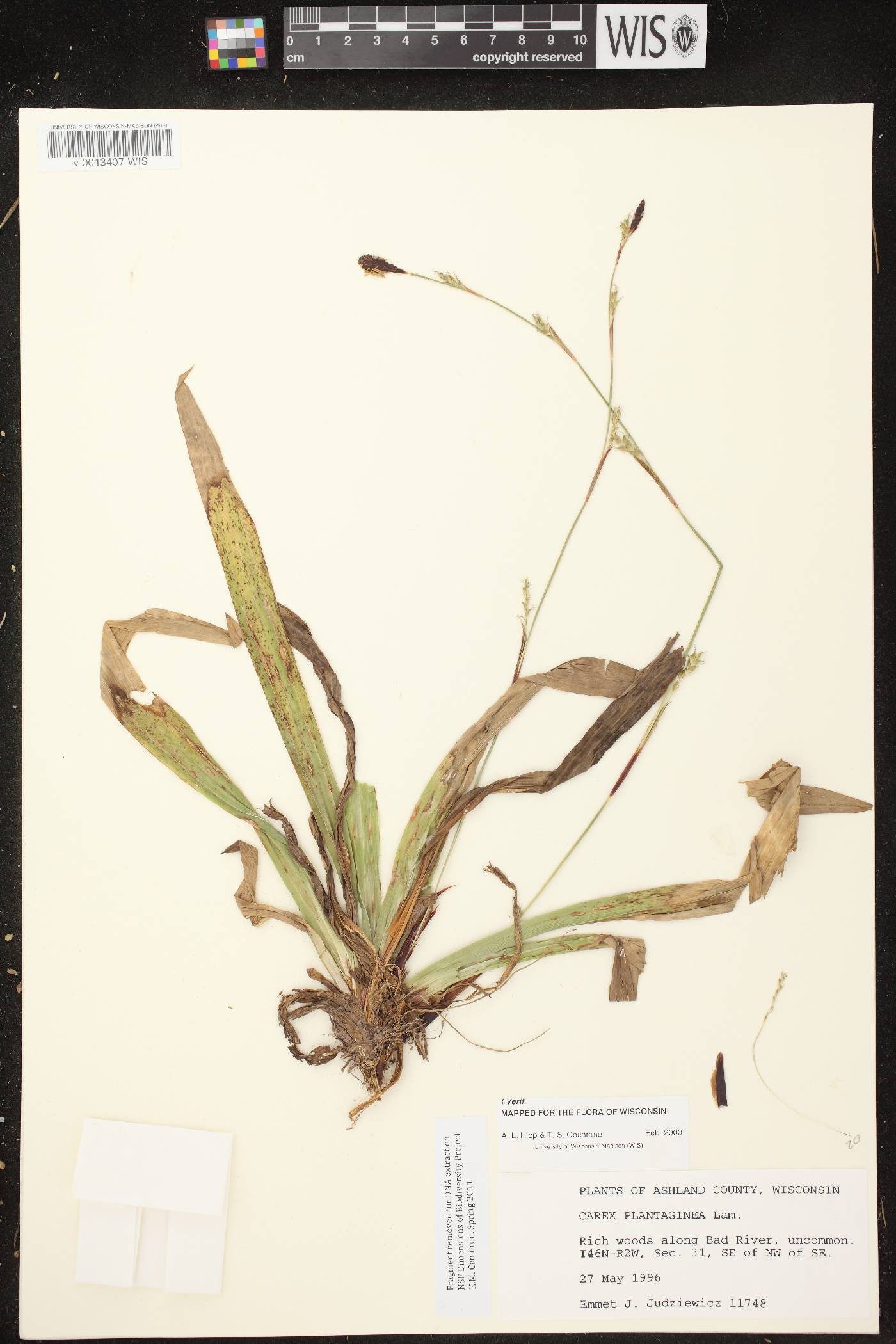 Carex plantaginea image
