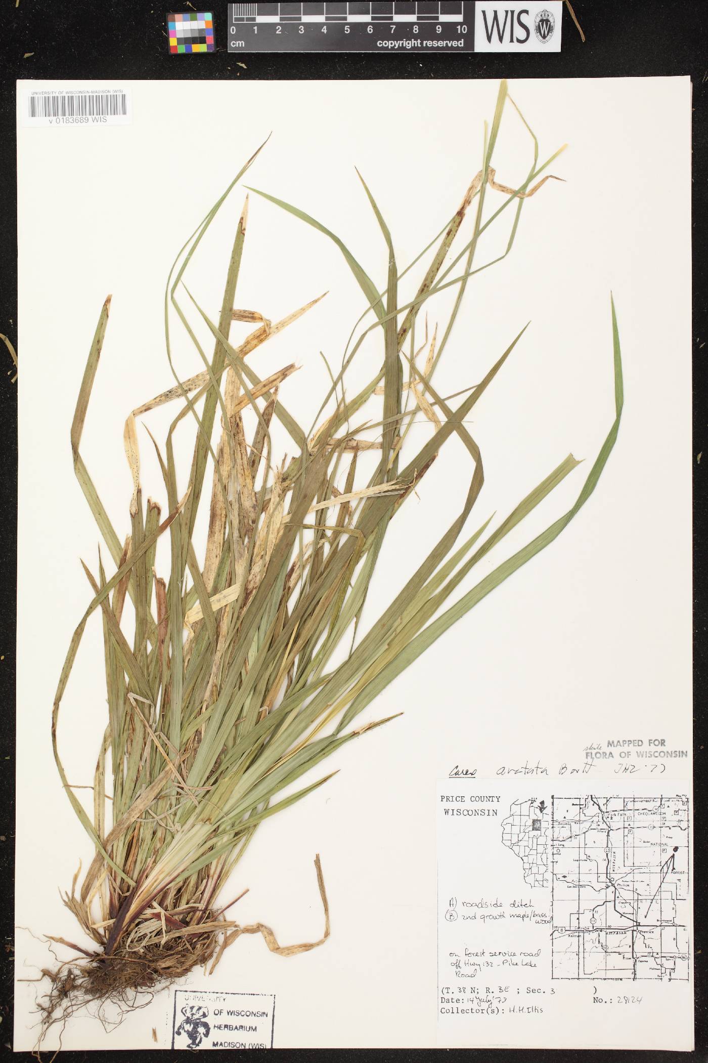 Carex arctata image