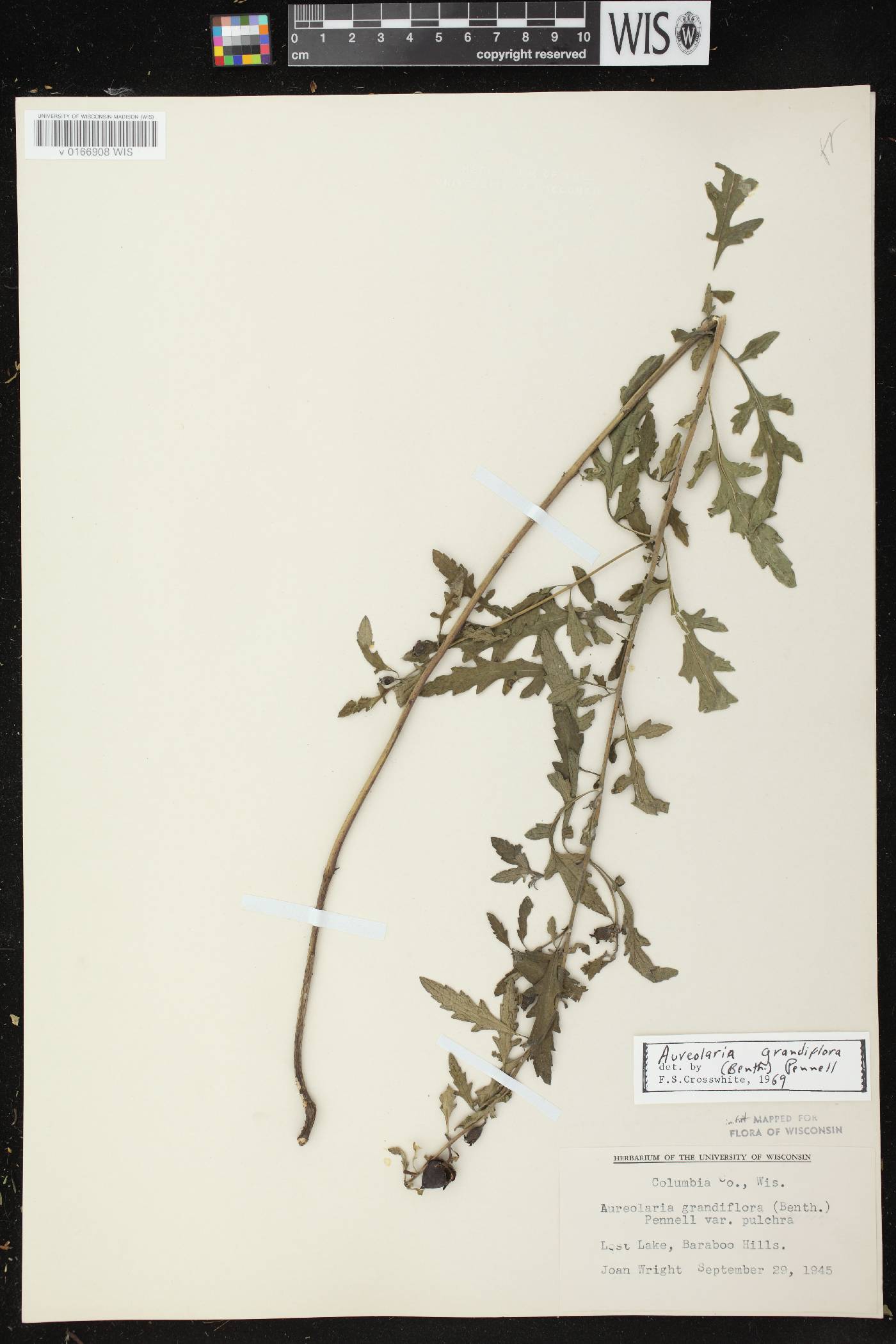 Aureolaria grandiflora var. pulchra image