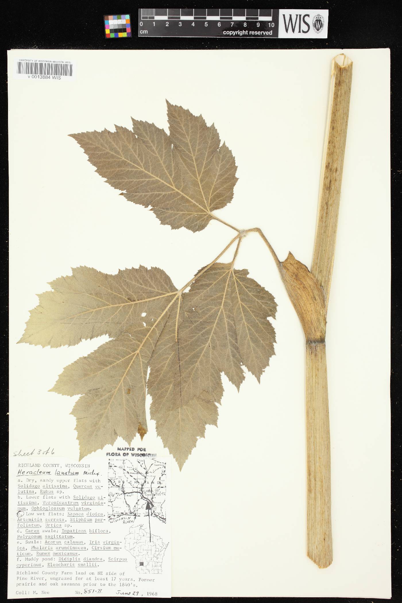 Heracleum maximum image
